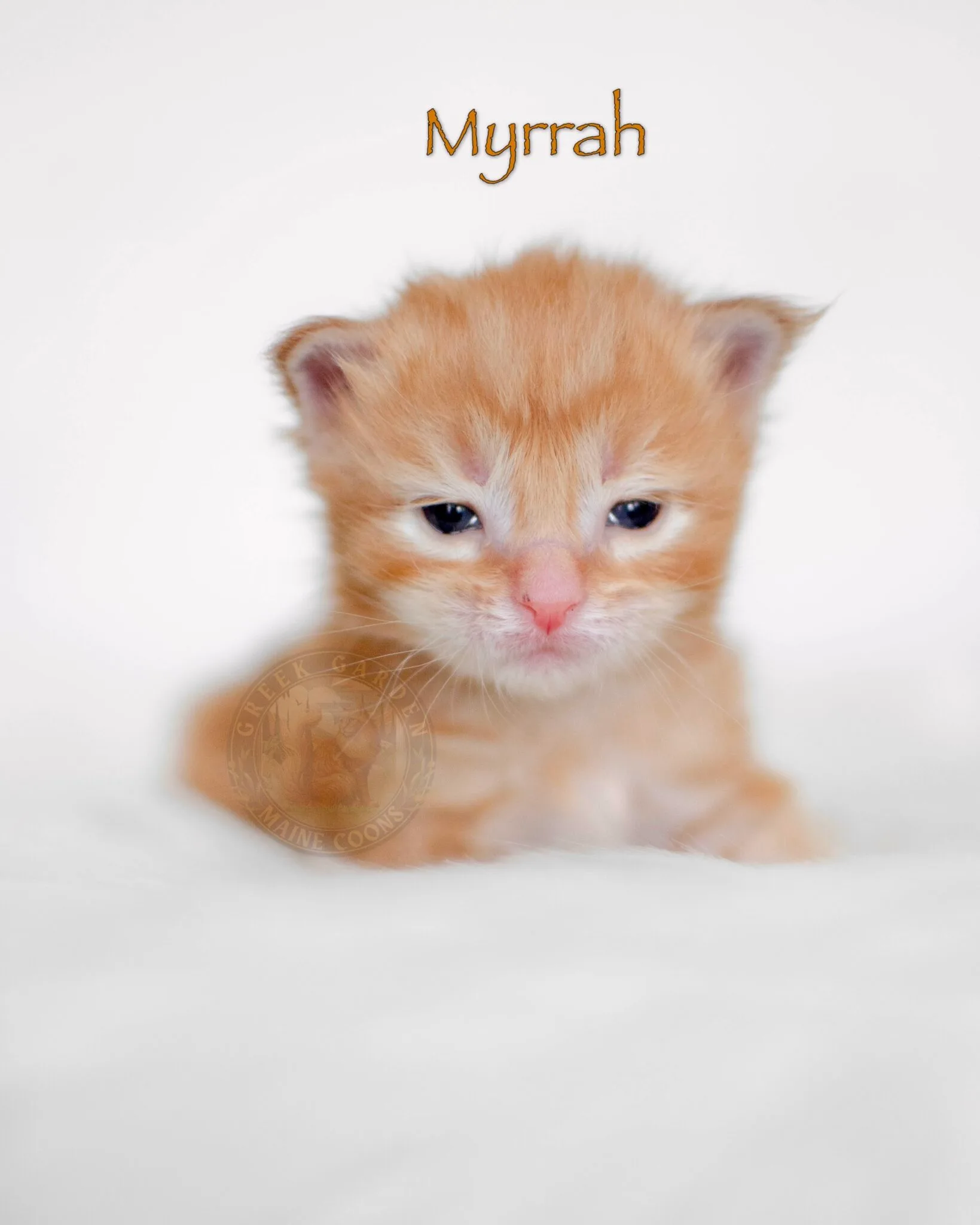 Red silver Maine Coon kitten at 2 weeks old with bright pink nose and developing ear tufts laying next to littermates on fleece