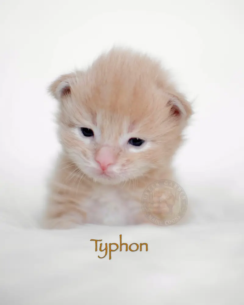 2-week-old cream smoke Maine Coon kitten with light coat and fluffy cheeks curled up sleeping on soft blanket at Utah cattery