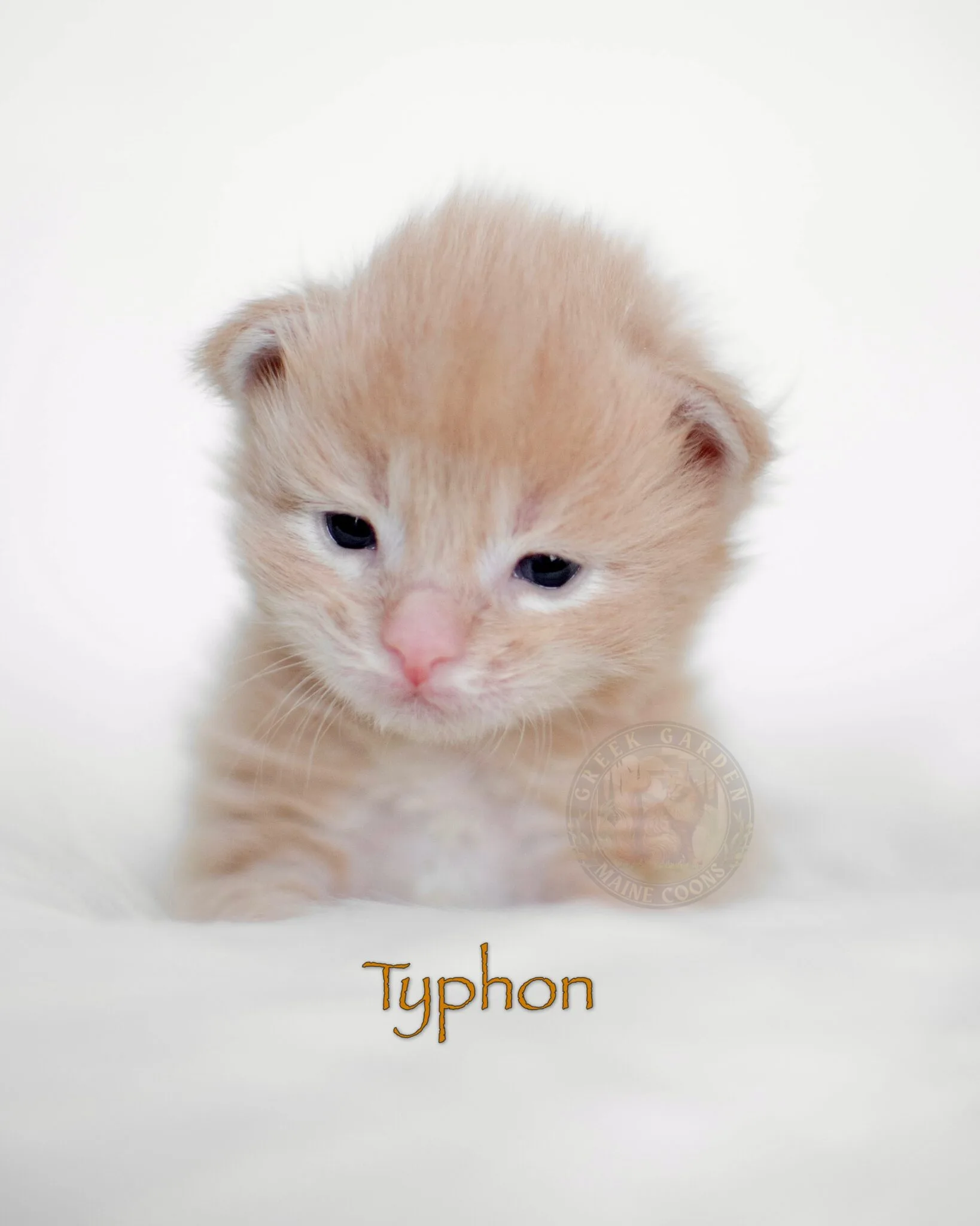2-week-old cream smoke Maine Coon kitten with light coat and fluffy cheeks curled up sleeping on soft blanket at Utah cattery
