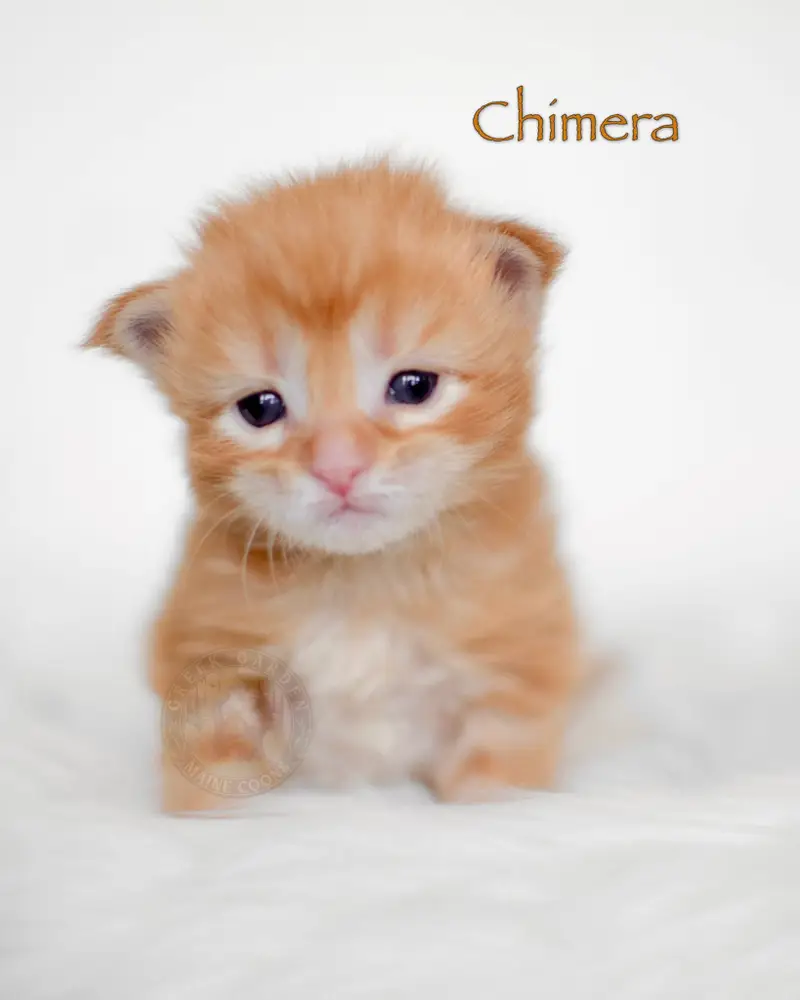 Two-week-old red silver Maine Coon kitten with pale silver undercoat and dark red classic tabby pattern resting in warm lighting