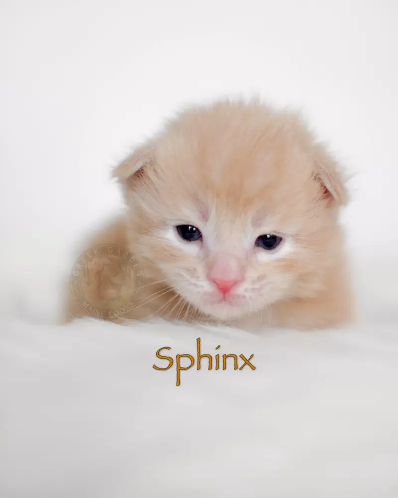 Cream smoke Maine Coon kitten showing early long fur and pastel coat at 2 weeks, bred by ethical Maine Coon breeder in Utah