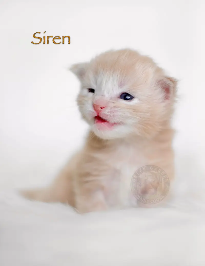 Cream smoke Maine Coon kitten with soft pale fur and blue eyes opening for the first time at 2 weeks old, resting on white fabric