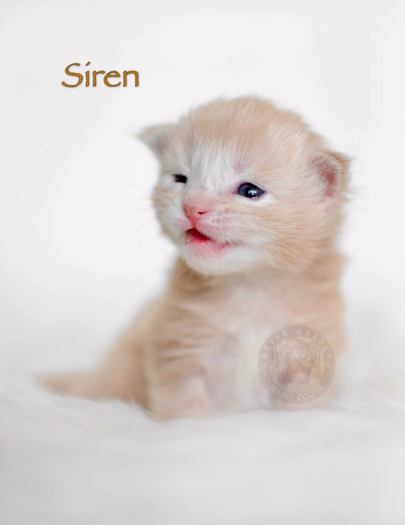 Cream smoke Maine Coon kitten with soft pale fur and blue eyes opening for the first time at 2 weeks old, resting on white fabric