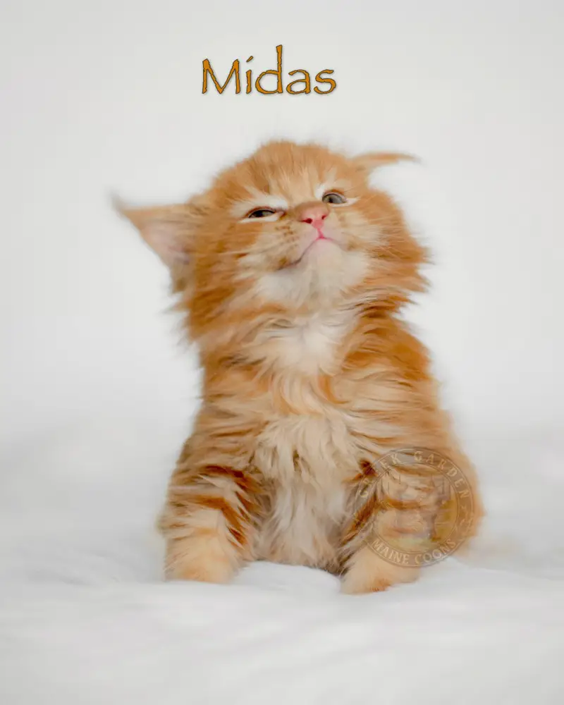 Six-week-old red solid Maine Coon kitten Midas happy with fluffy red coat and playful expression, photographed in natural indoor lighting
