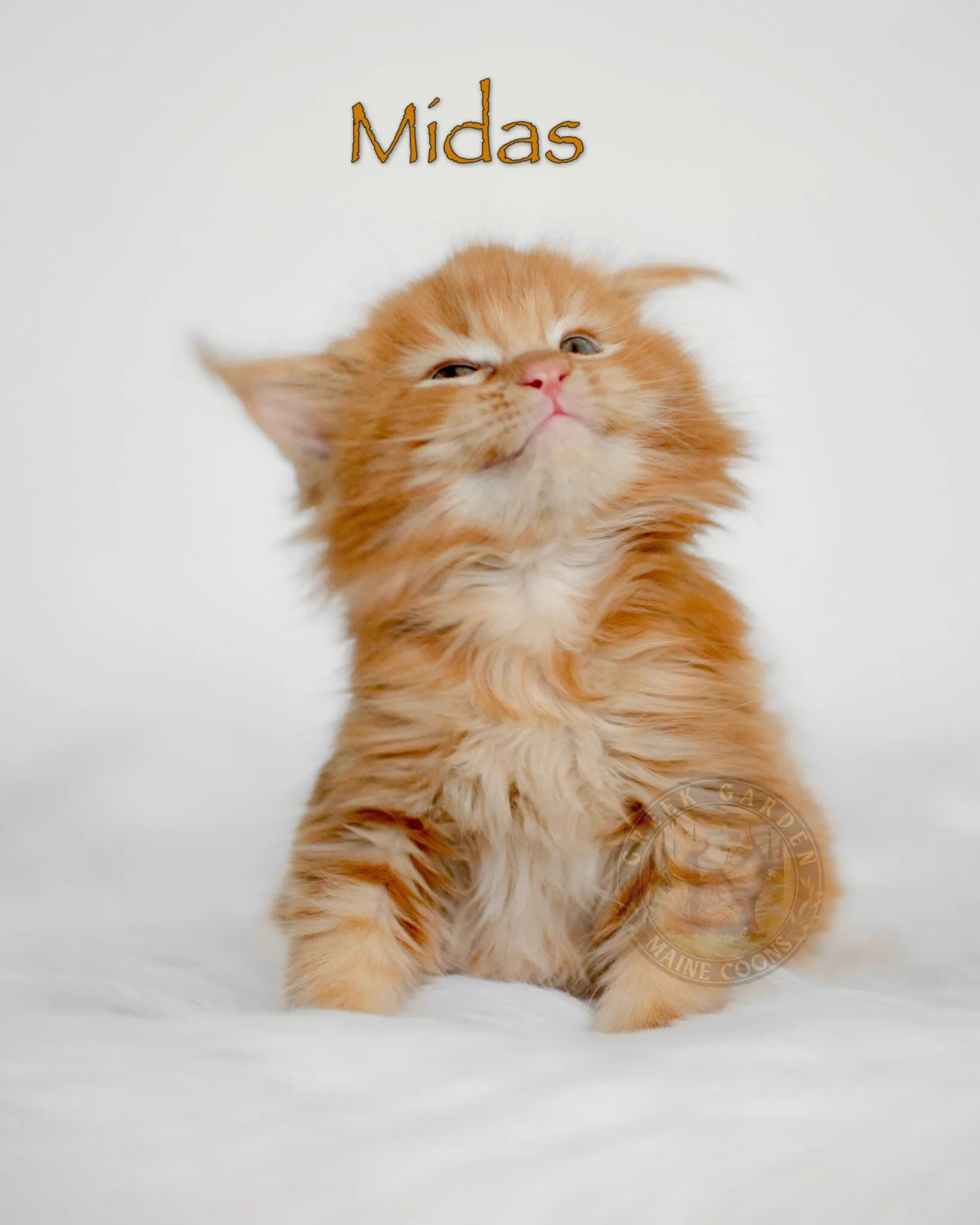 Six-week-old red solid Maine Coon kitten Midas happy with fluffy red coat and playful expression, photographed in natural indoor lighting