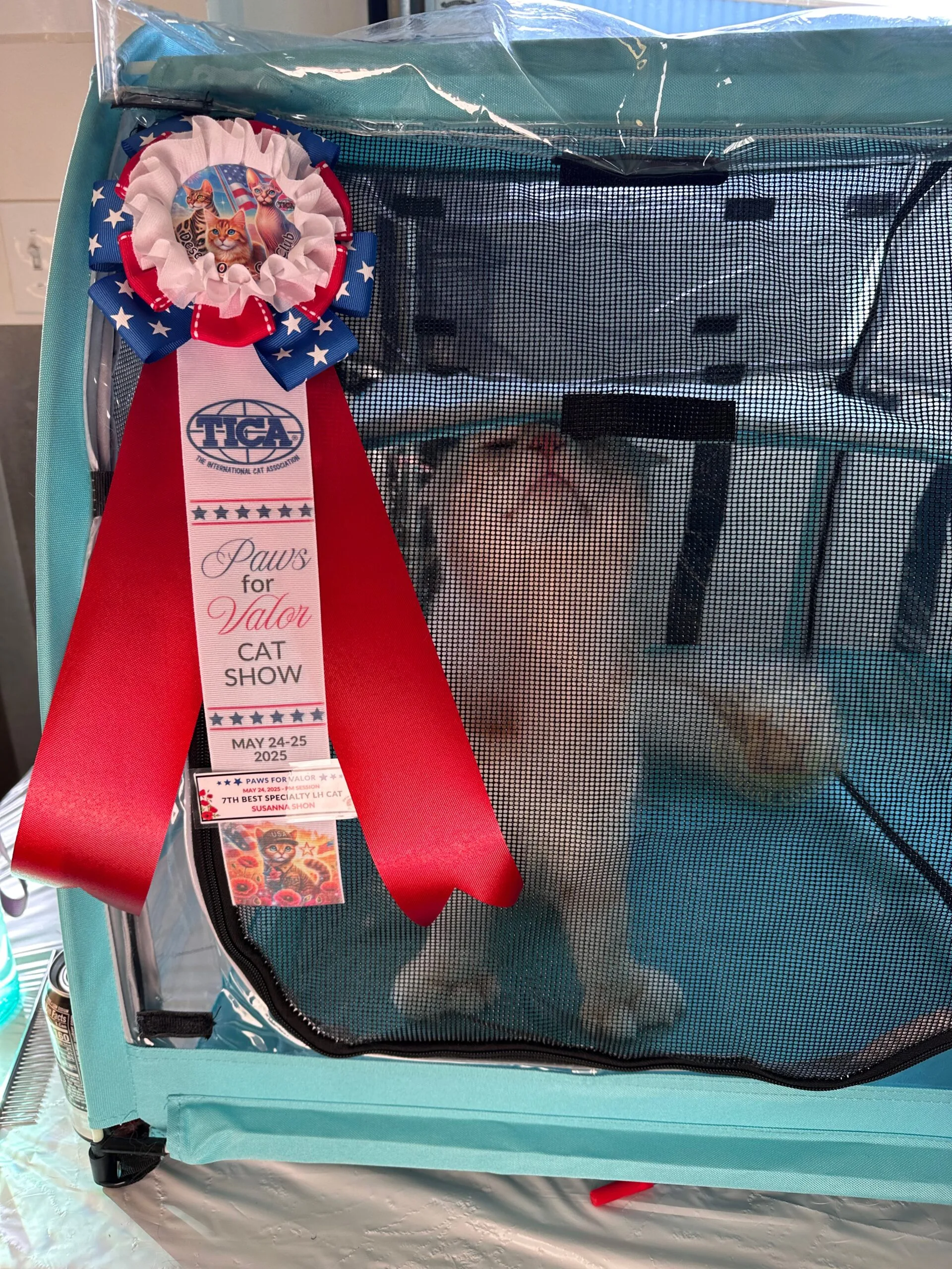 Kratos 3 Polydactyl Champion Maine Coon King in Utah, Greek Garden Maine Coons