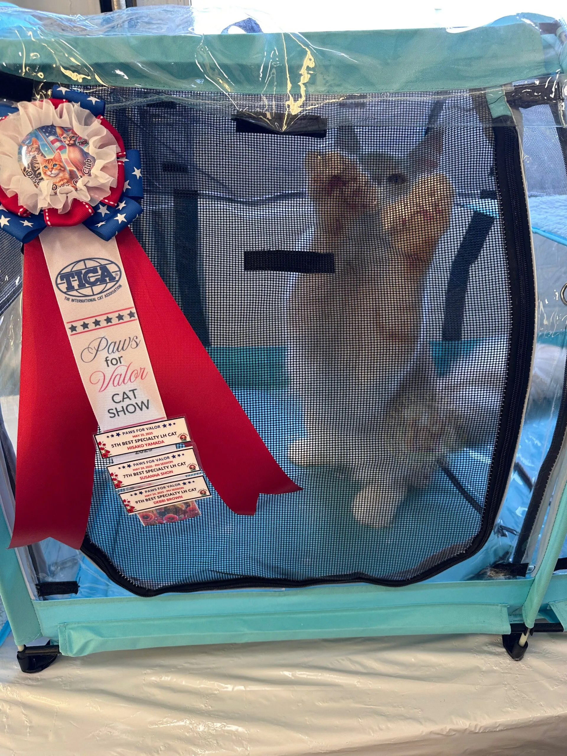 Kratos 4 TICA Champion Maine Coon
