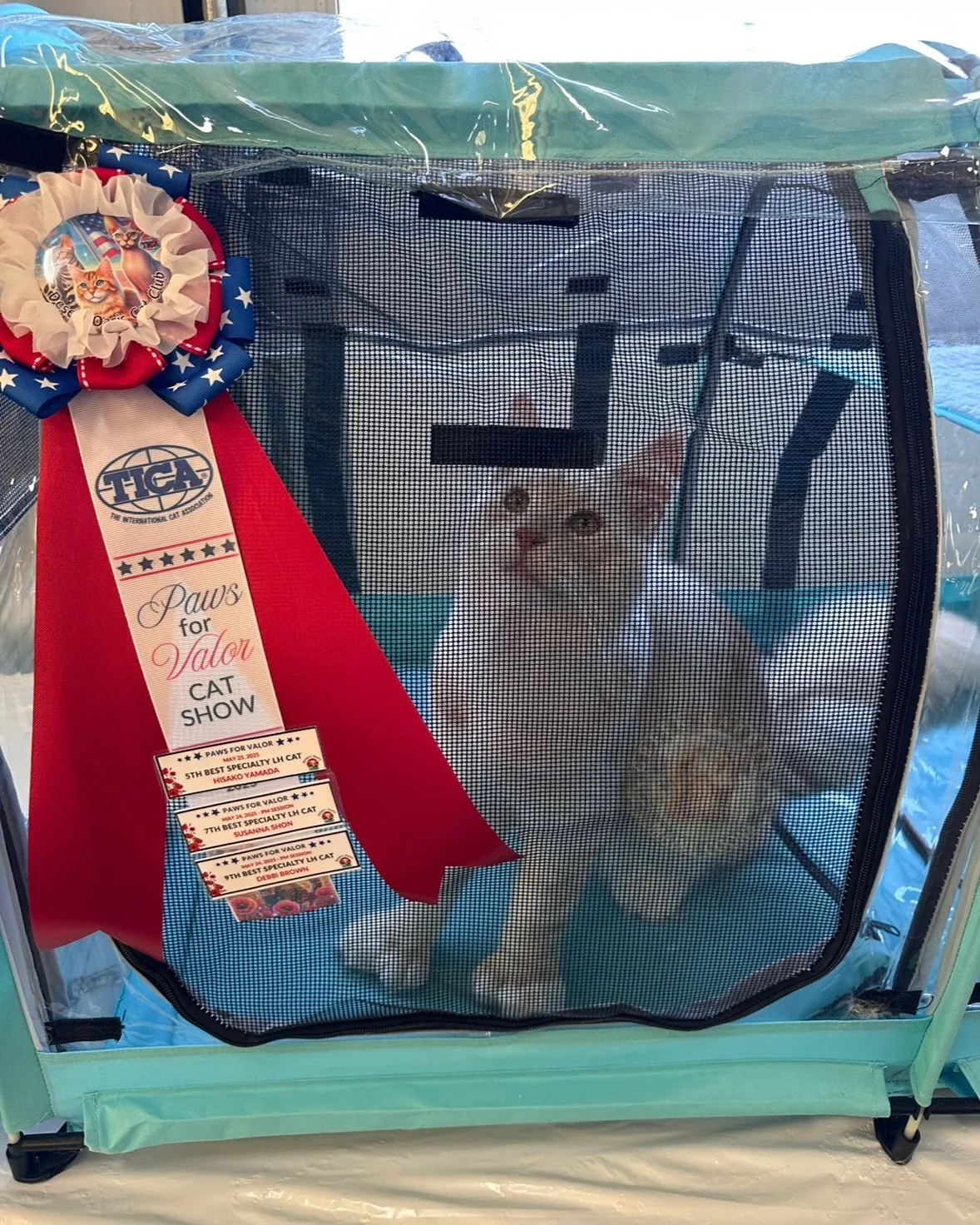 Kratos 7 Champion Maine Coons a Polydactyl TICA Champion Show Quality Maine Coon in Utah