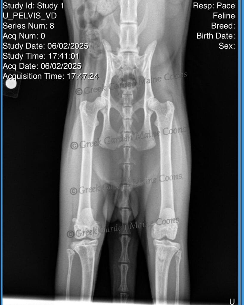 Maine Coon Cat from Hip Tested Lines, Greek Garden Maine Coons