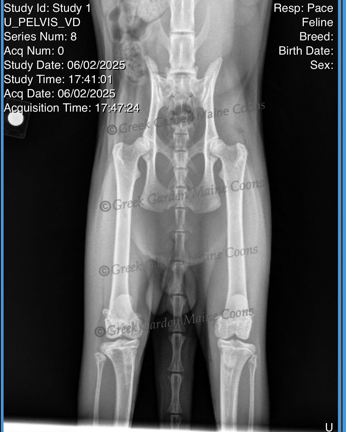 Maine Coon Cat from Hip Tested Lines, Greek Garden Maine Coons. Maine coon price explained.