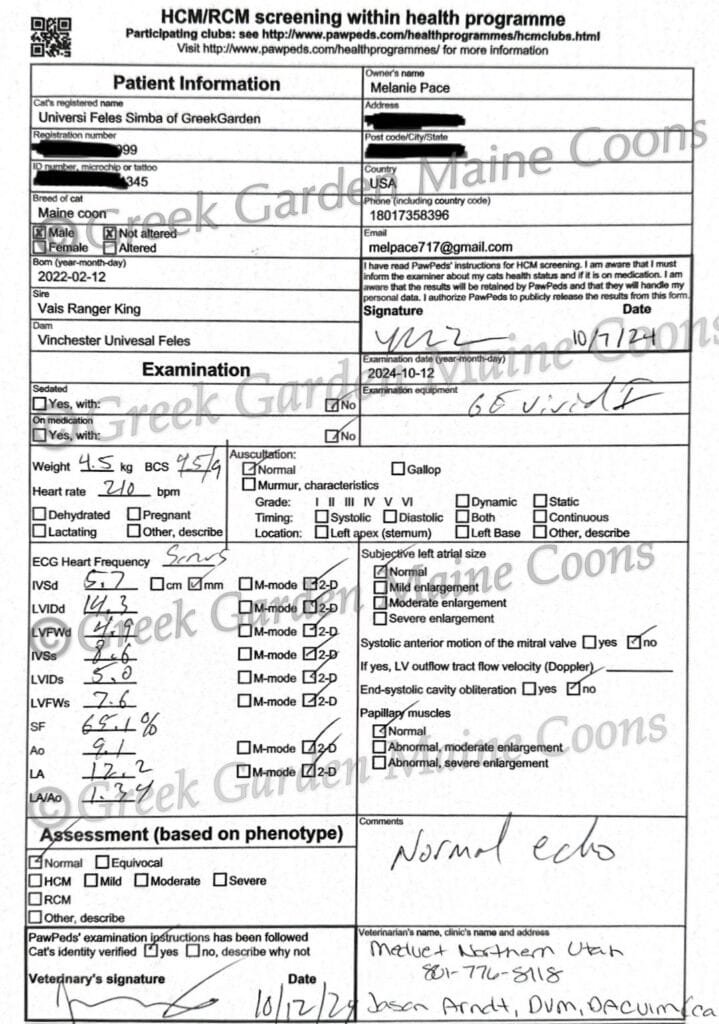 HCM Hypercardiomyopathy annual scan from an ethical breeder in Utah Maine Coons