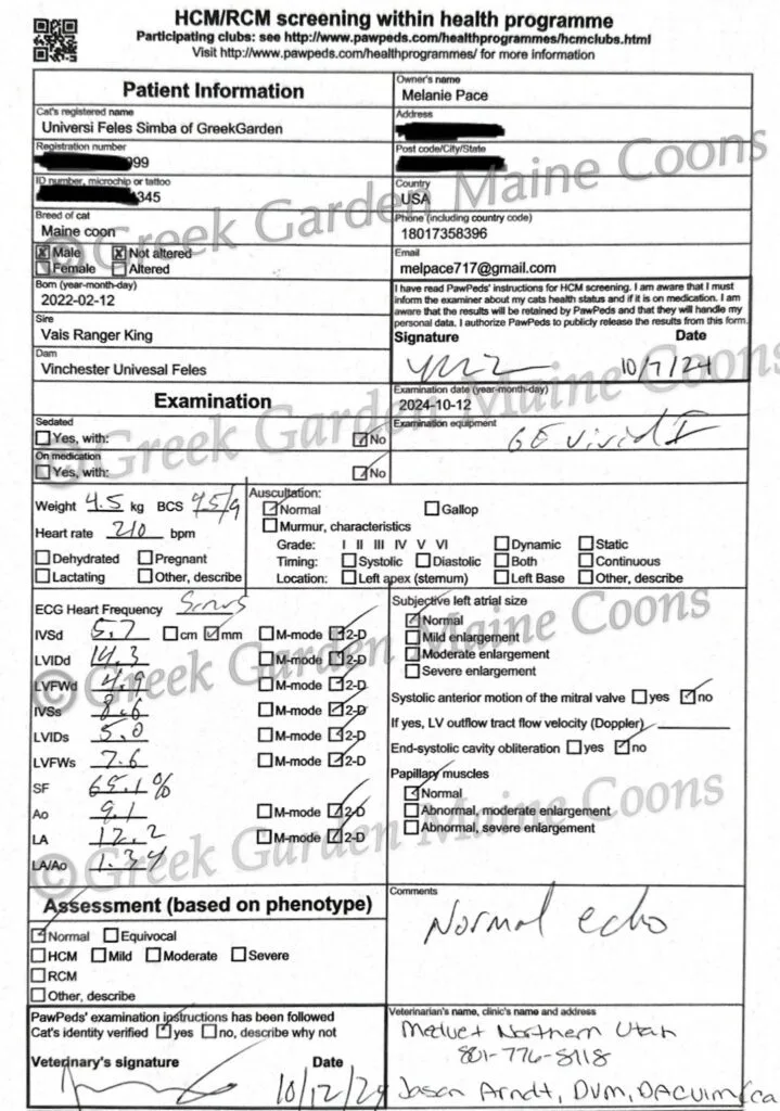HCM Hypercardiomyopathy annual scan from an ethical breeder in Utah Maine Coons