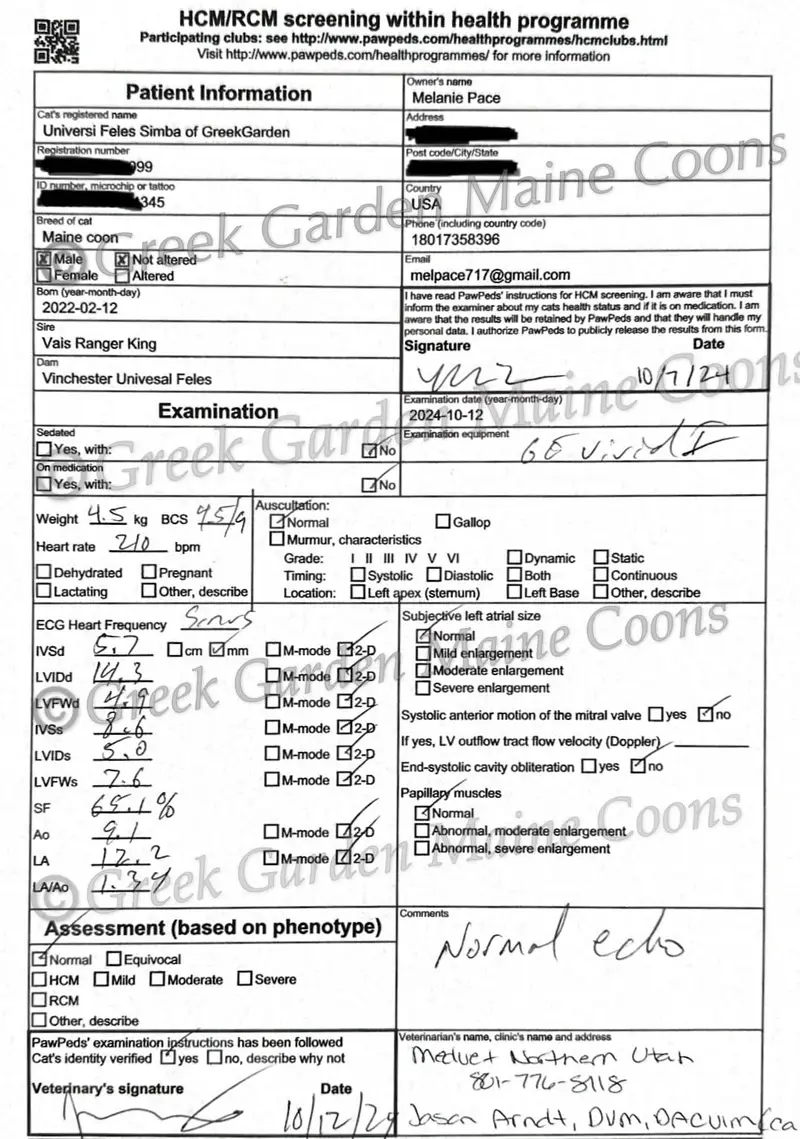 Apollo 11 HCM Hypercardiomyopathy annual scan from an ethical breeder in Utah Maine Coons