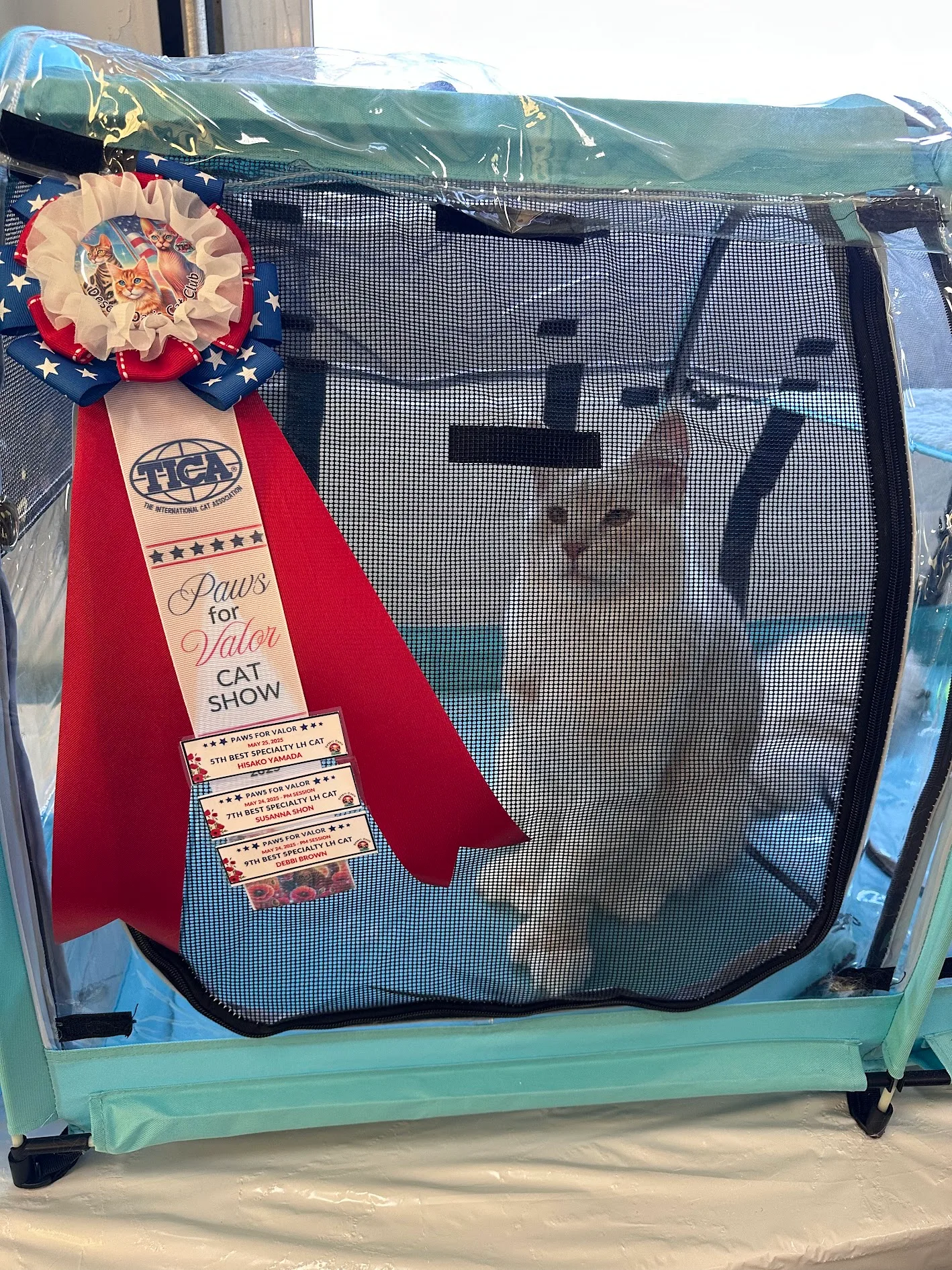 Kratos 1 TICA Polydactyl Champion Maine Coon, Maine Coons in Utah from Champion top quality lines.