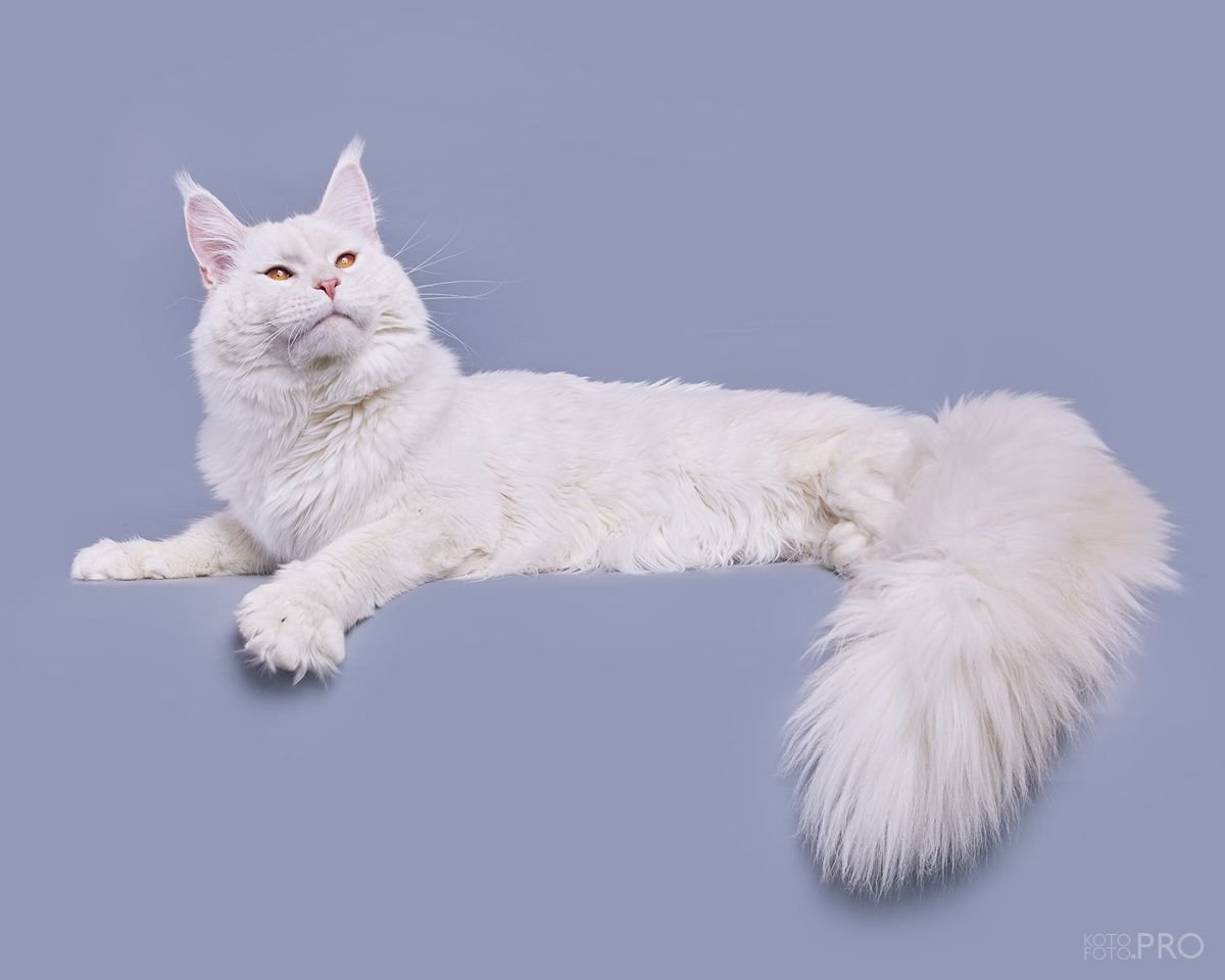 Red Shaded Maine Coon Korsar Sibkun Pride