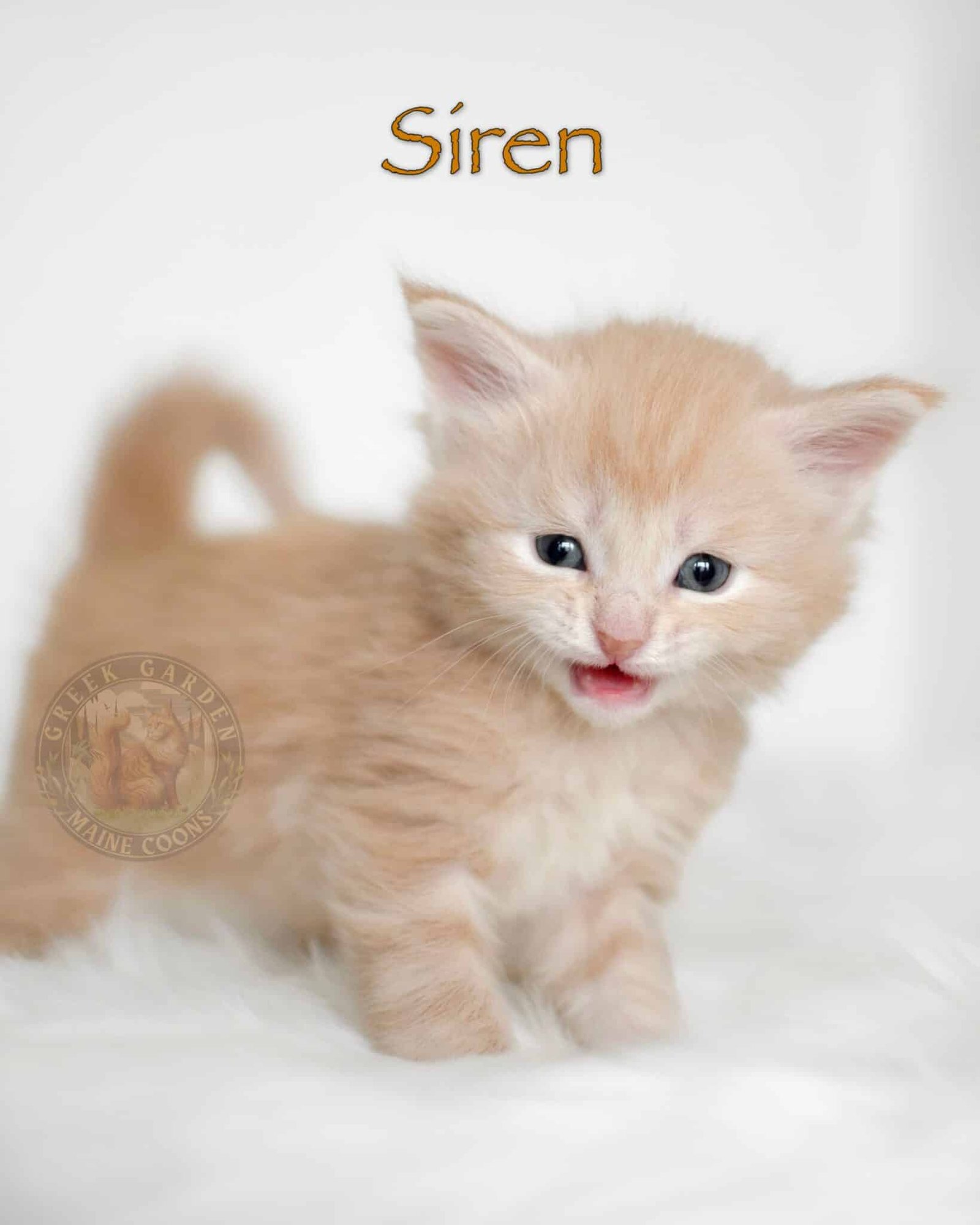 Siren 4 Weeks