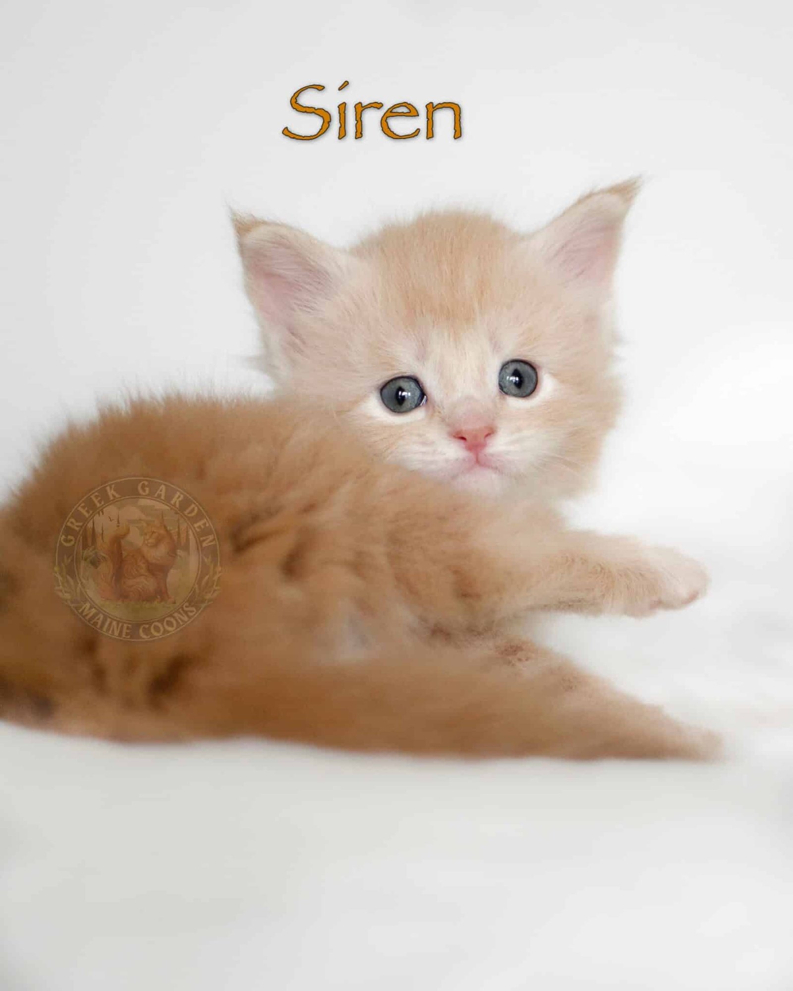 Siren 4 Weeks