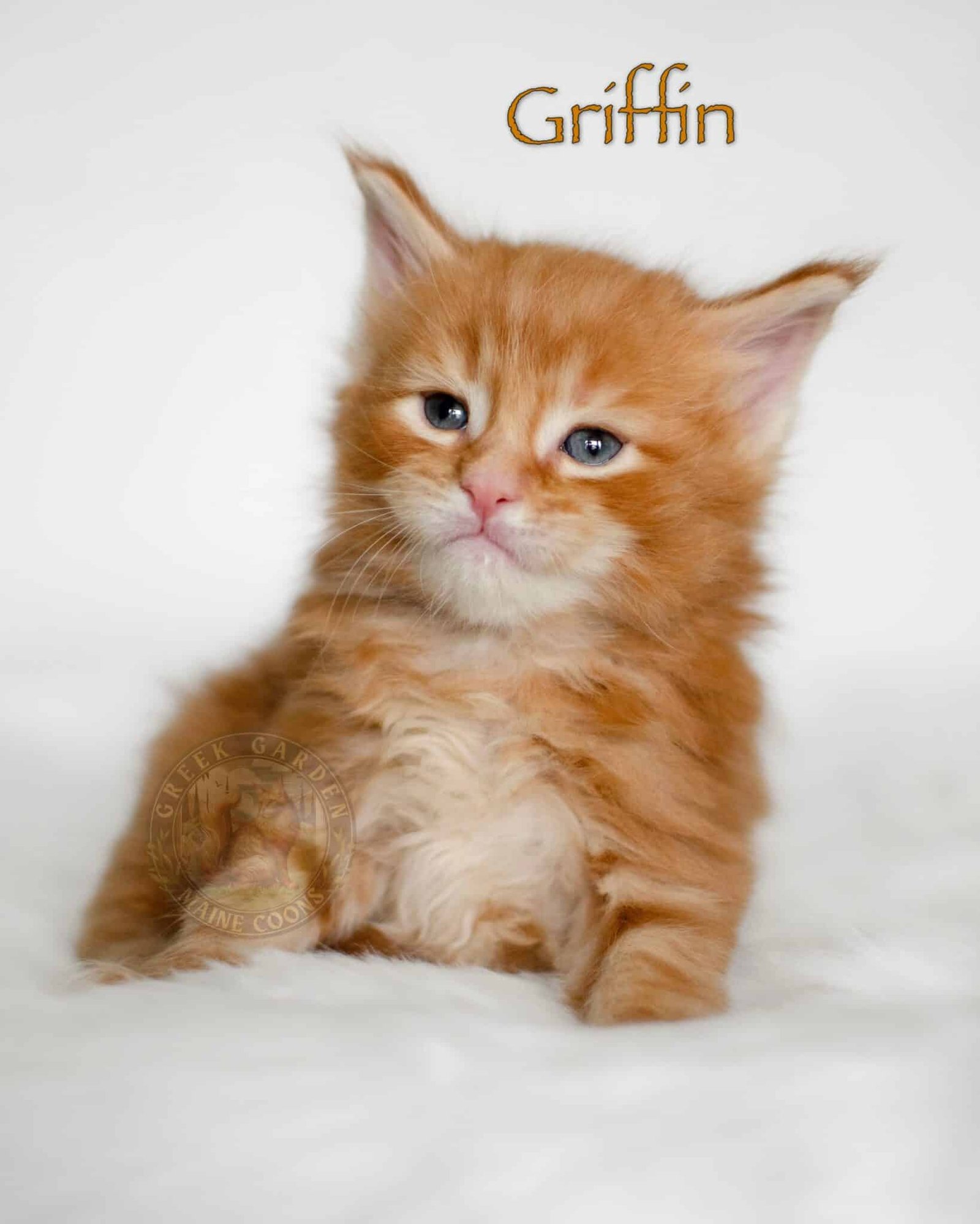 Griffin 4 Weeks