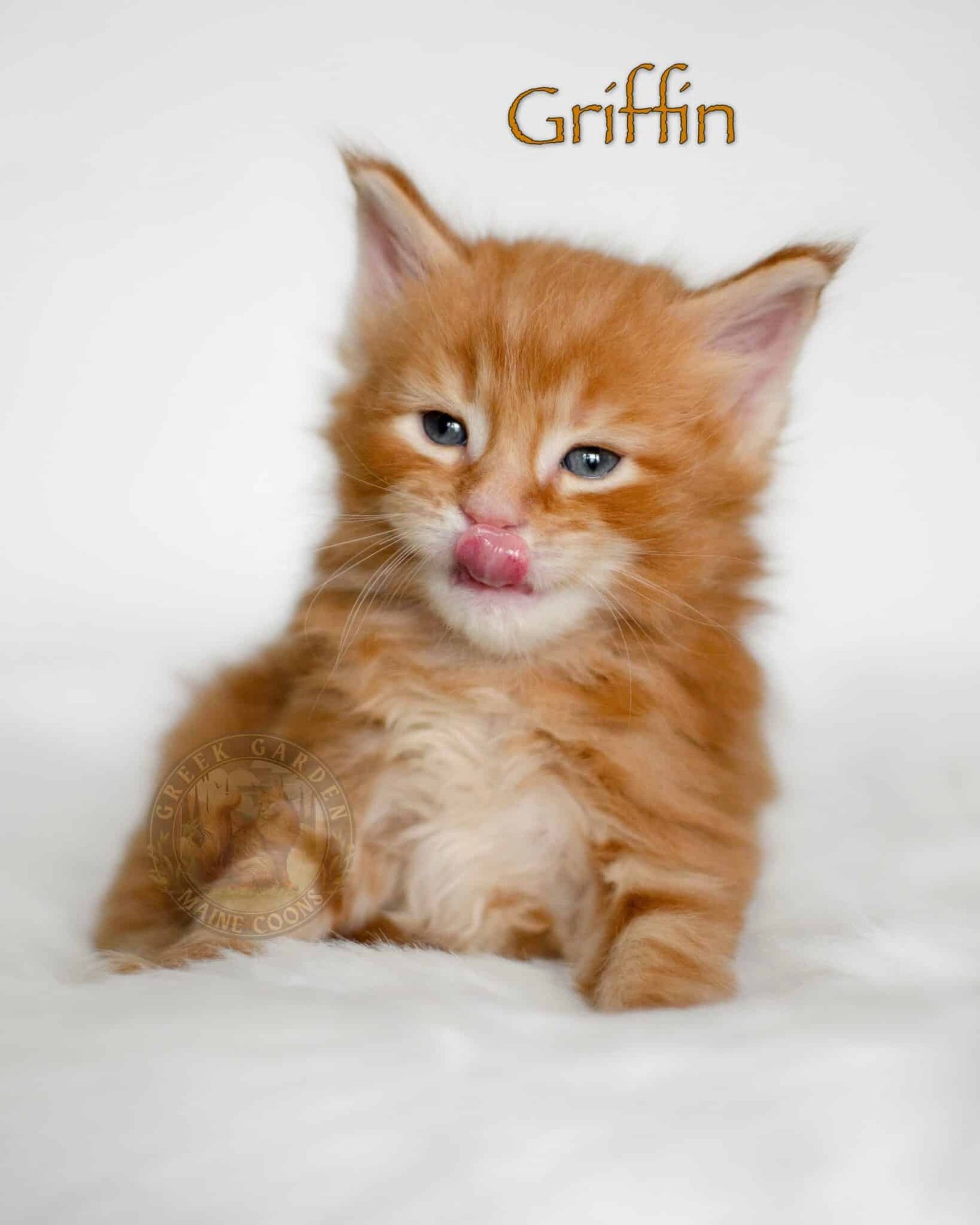 Griffin 4 Weeks