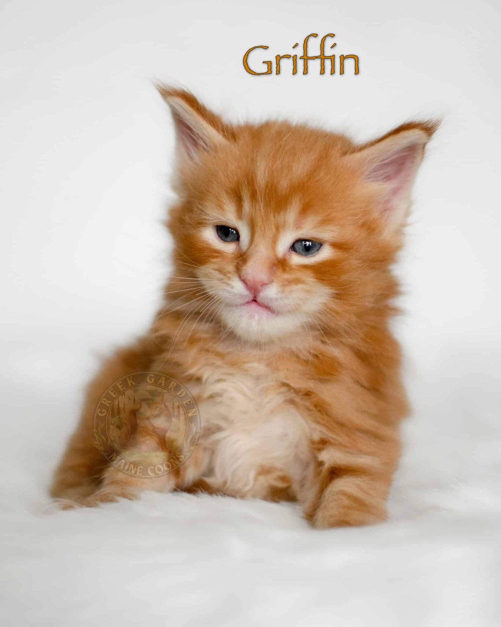 Griffin 4 Weeks