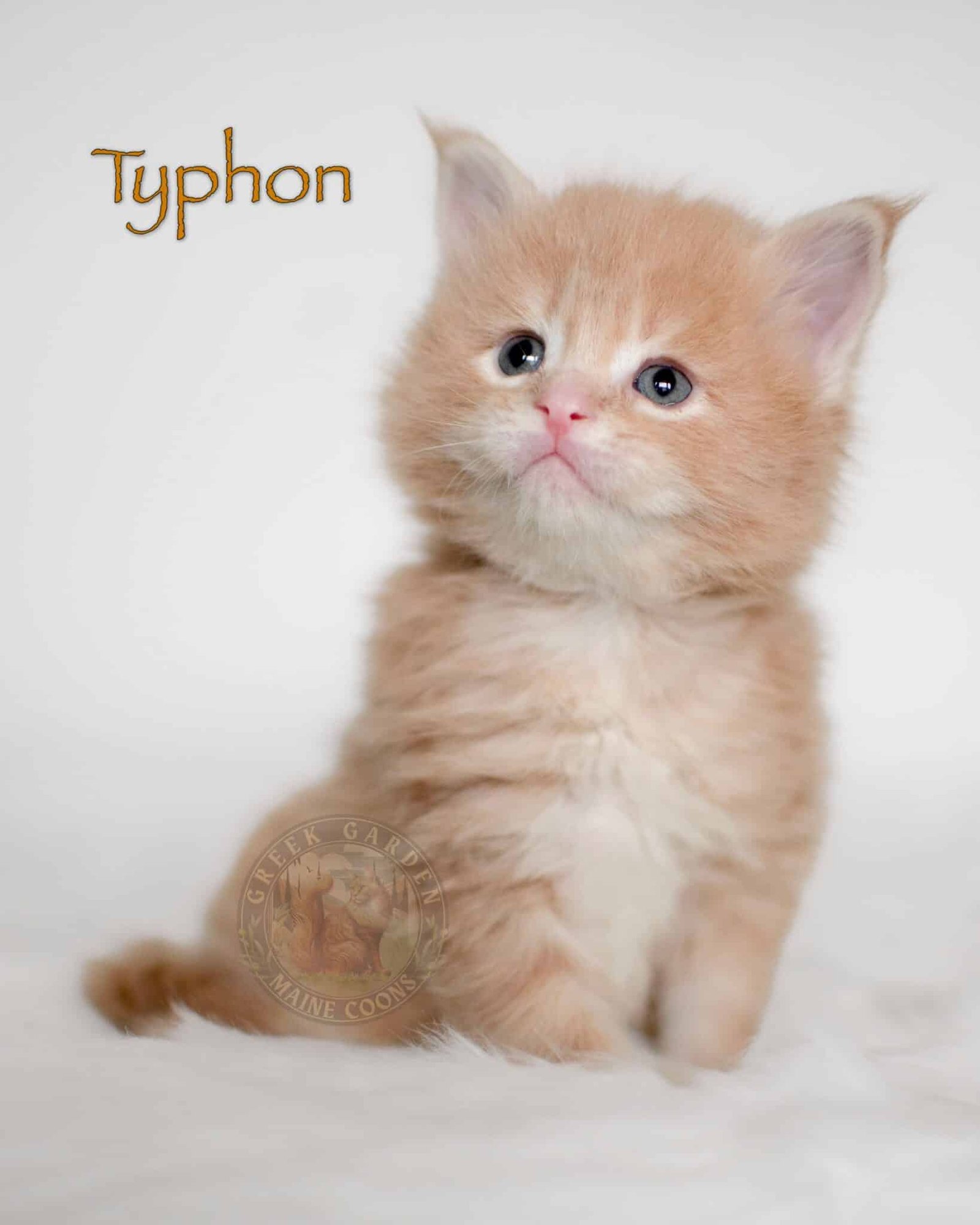 Typhon 4 Weeks