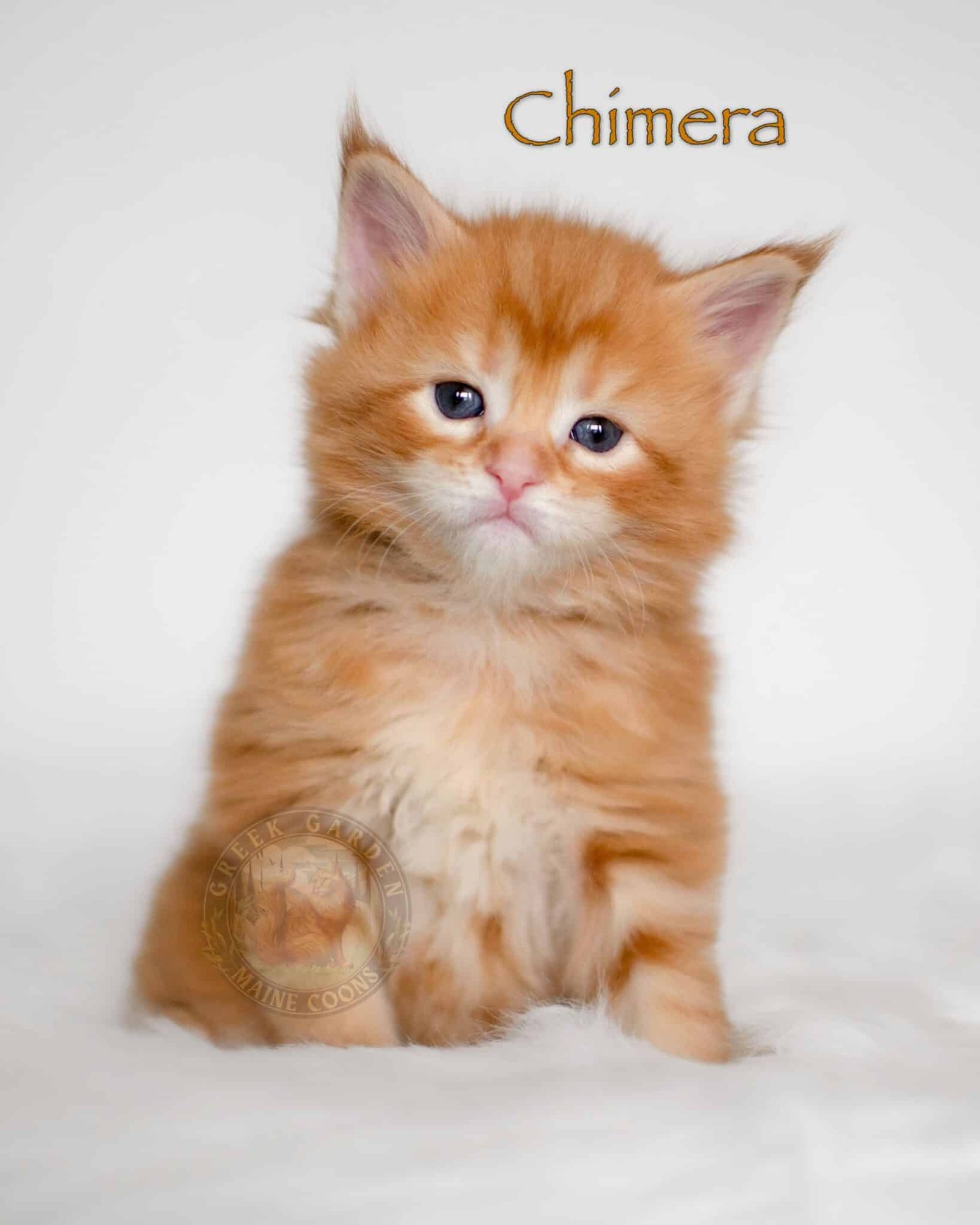 Chimera 4 Weeks