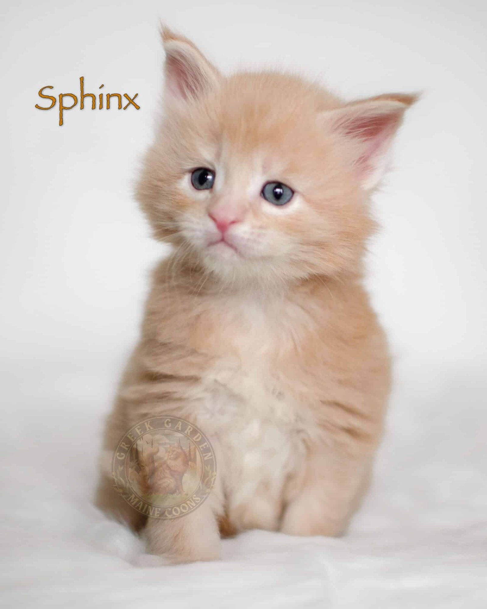 Sphinx 4 Weeks