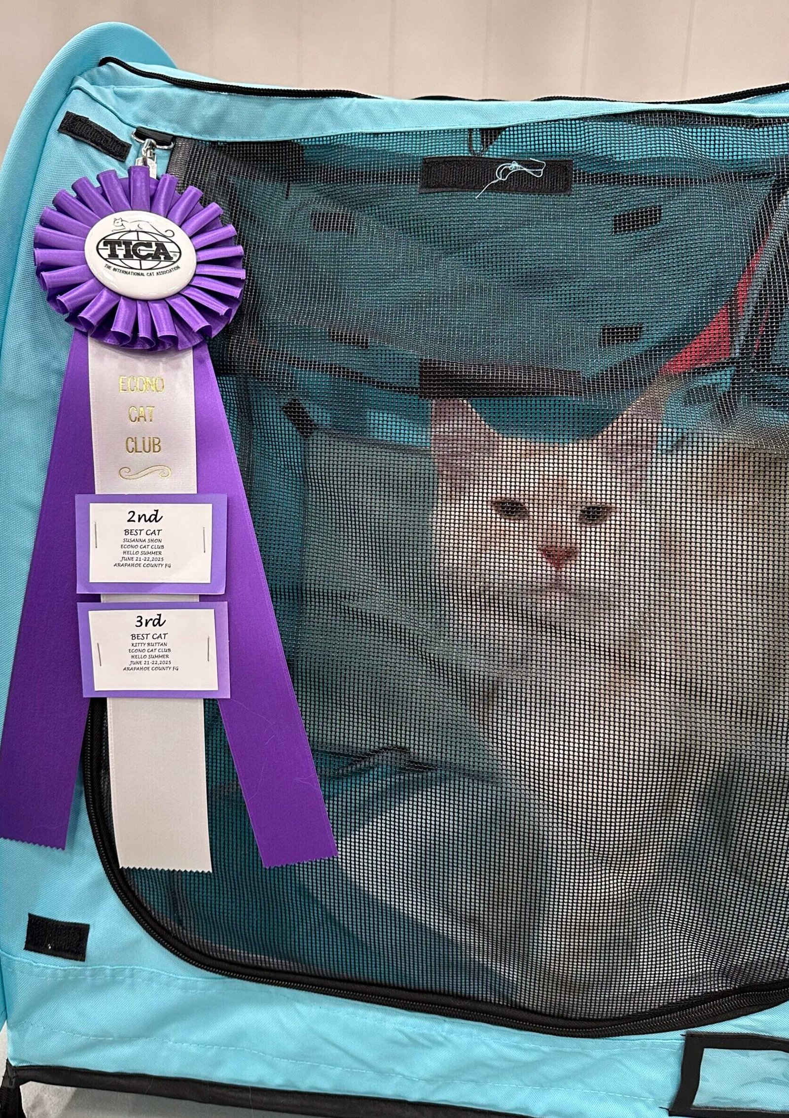 2nd and 3rd best allbreed ribbons for Greek Garden's King Kratos