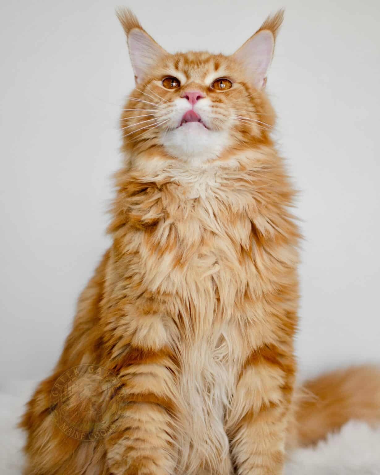 Maine Coon cat in Utah, from a responsible, ethical cattery focusing on long term health.