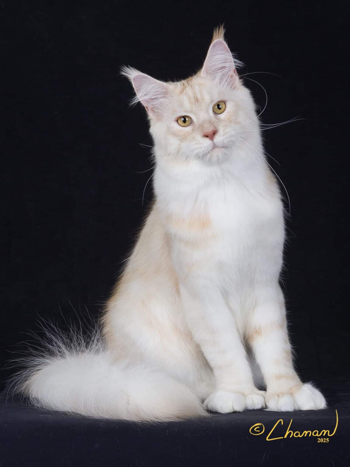Maine Coon price, FAQs answering what is the cost of a maine coon that is well bred?