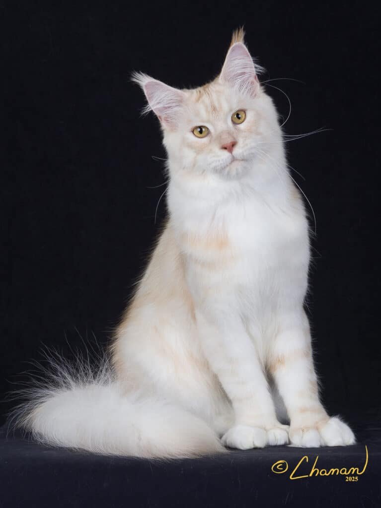 Maine Coon price, FAQs answering what is the cost of a maine coon that is well bred?
