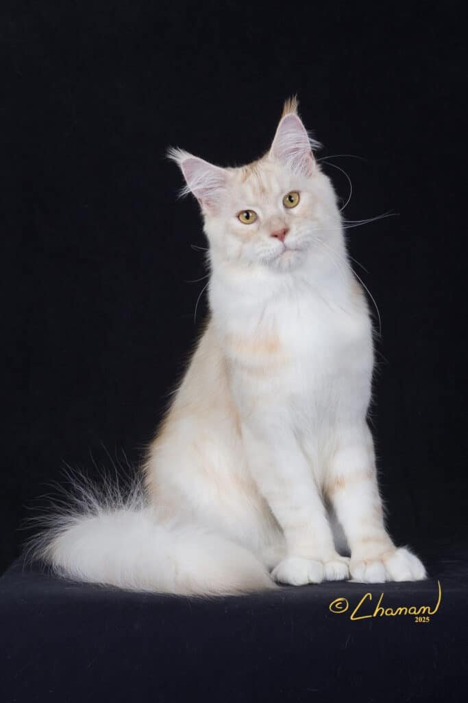 King Kratos at Greek Garden Maine Coons is a stunning show quality polydactyl maine coon.