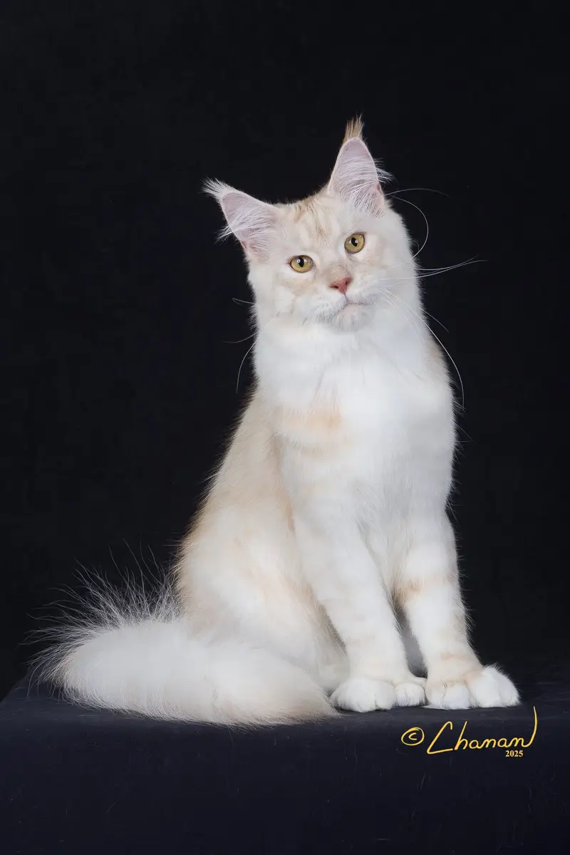 King Kratos at Greek Garden Maine Coons is a stunning show quality polydactyl maine coon.