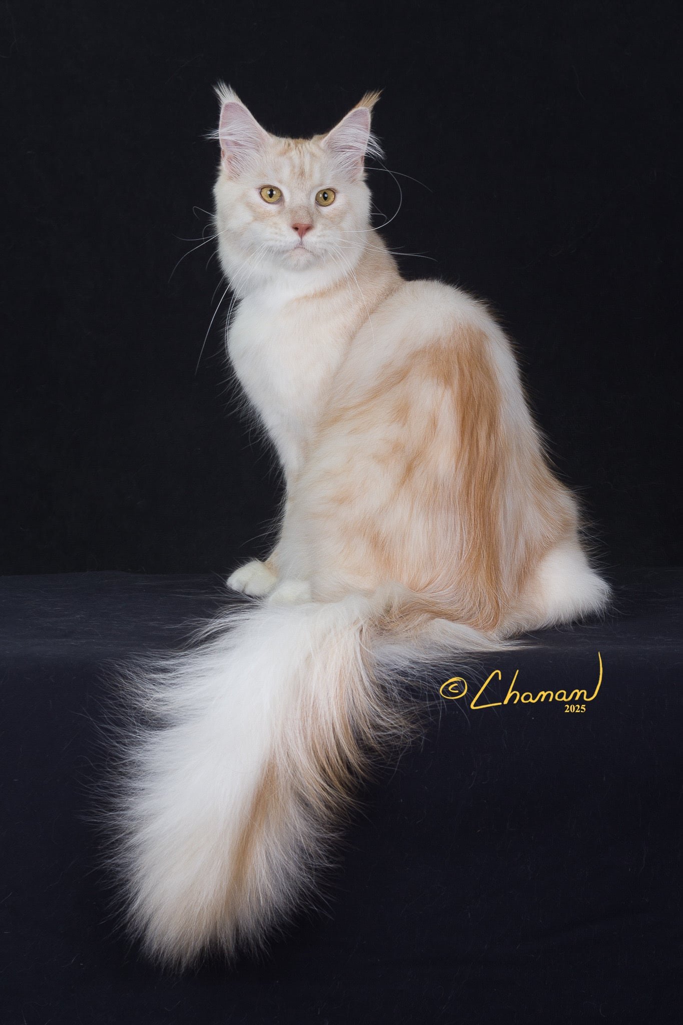 Kratos 2 Maine Coon breeder in utah with a health guarantee, great maine coon breeders near me.