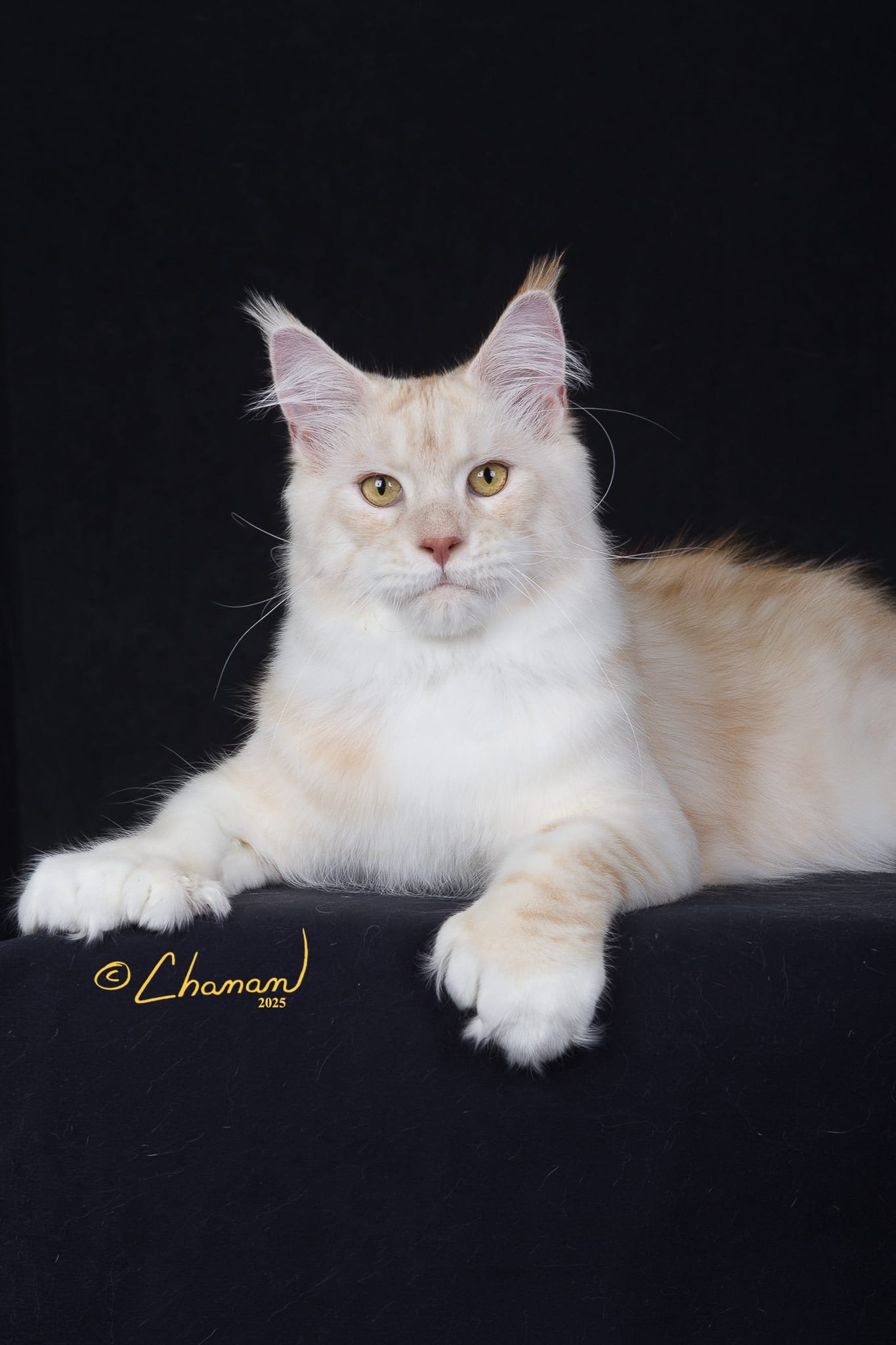 Red Silver Spotted Tabby Polydactyl Maine Coon at Greek Garden, Maine Coons for sale near me