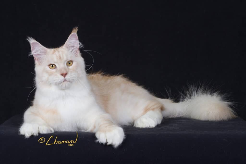 King Kratos is a polydactyl, double pawed maine coon with extra toes!