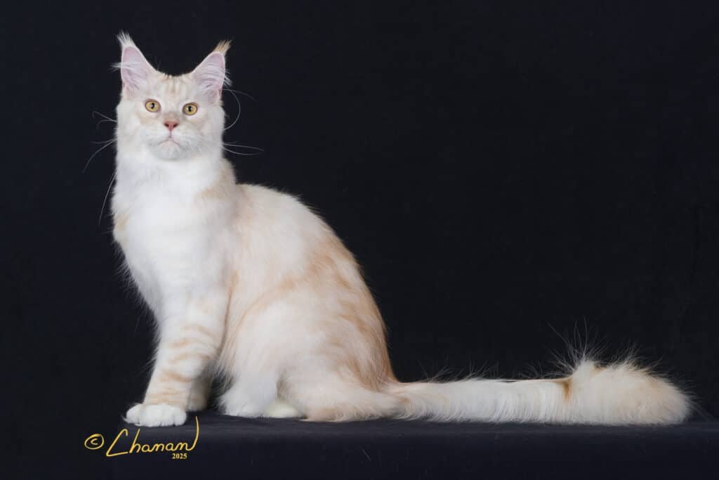 What is included in the price of a Greek Garden Maine Coon kitten? Learn more