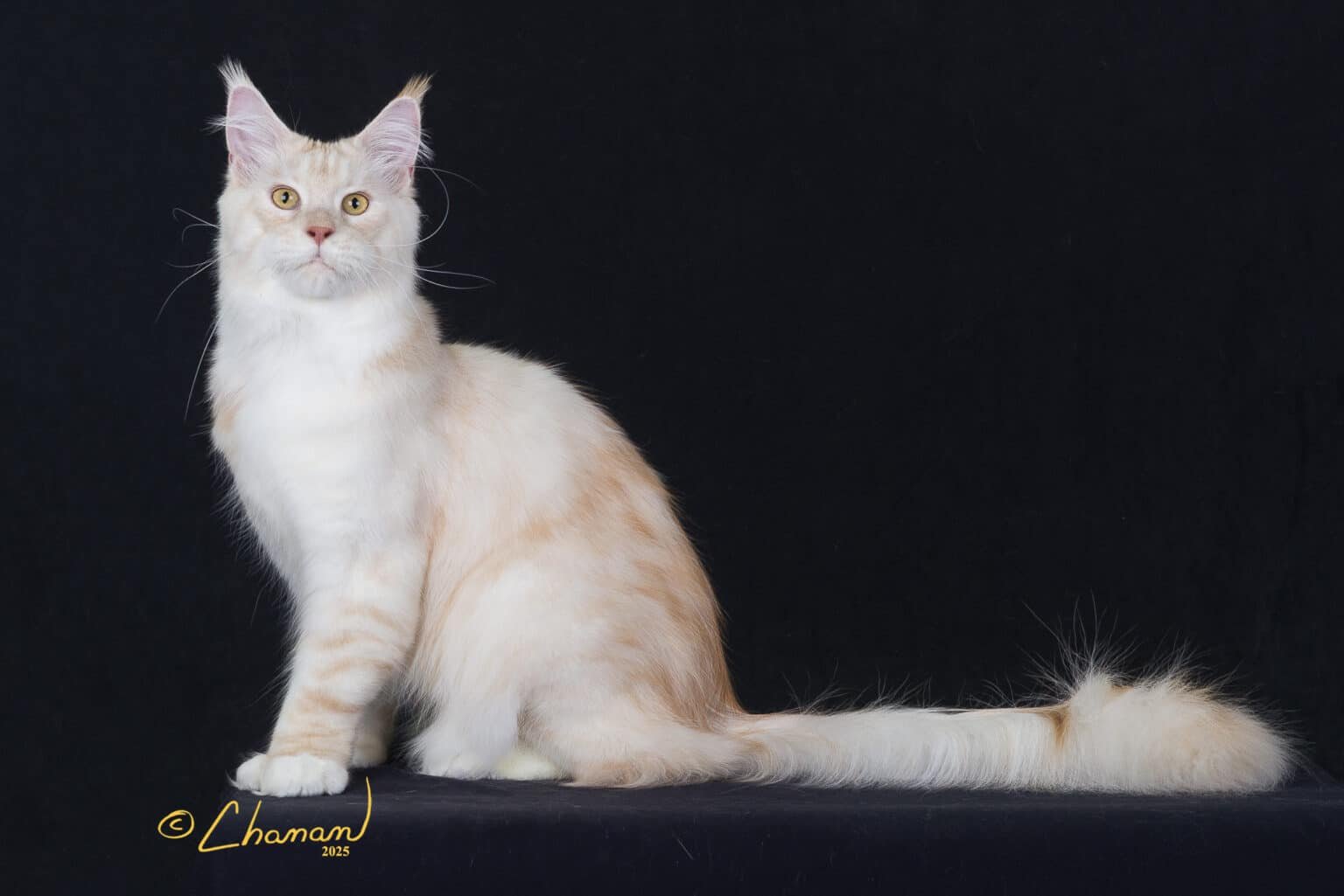 What is included in the price of a Greek Garden Maine Coon kitten? Learn more