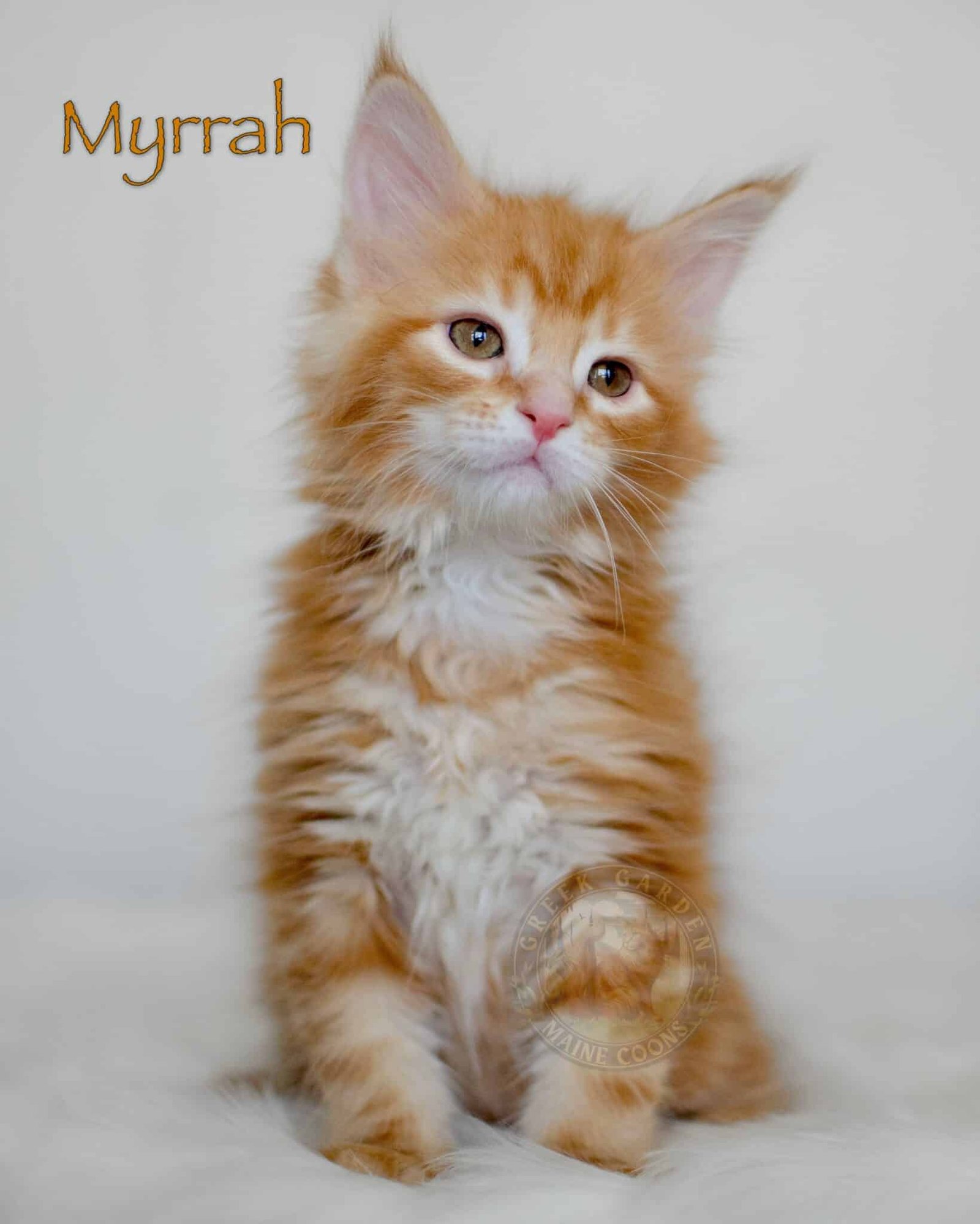 Myrrah 8 Weeks