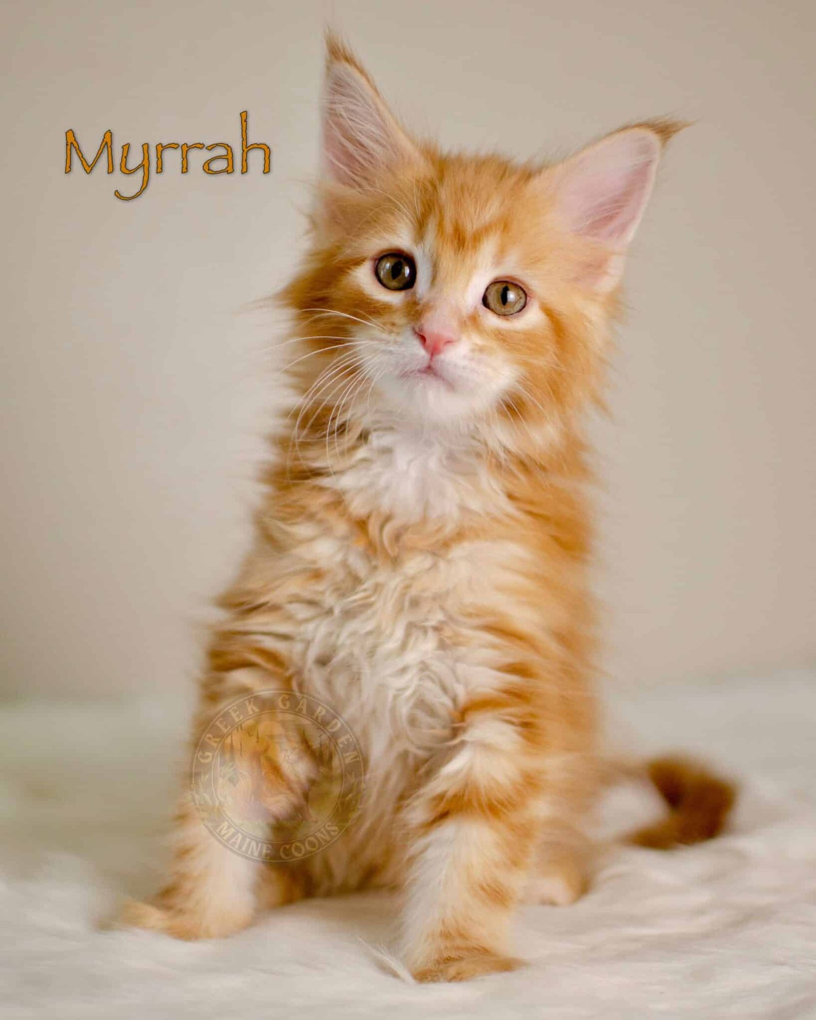 Myrrah 8 Weeks
