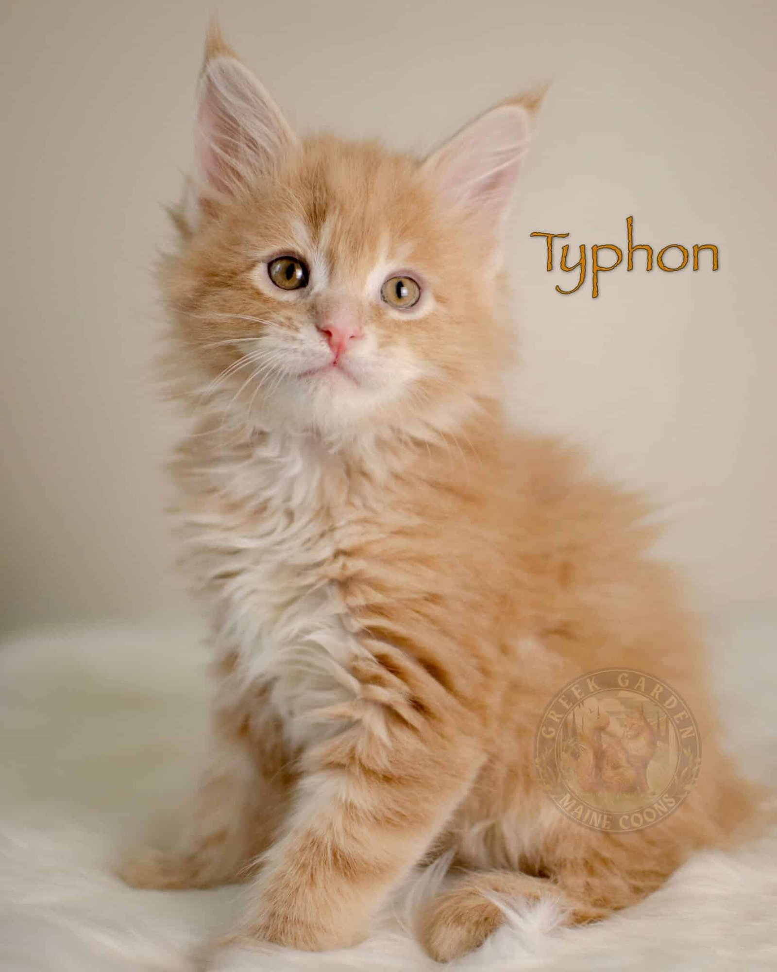 Typhon 8 Weeks