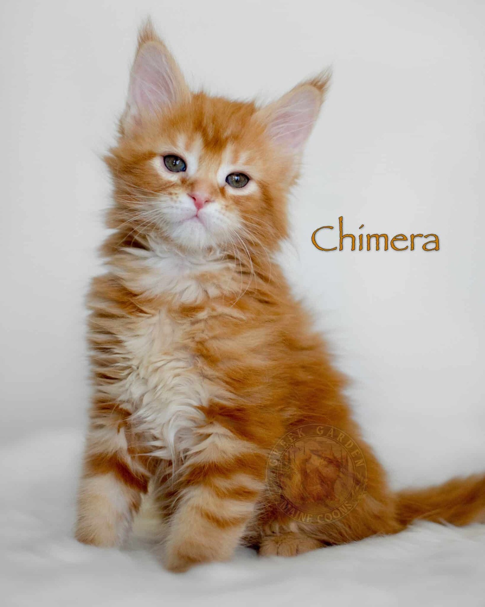 Chimera 8 Weeks