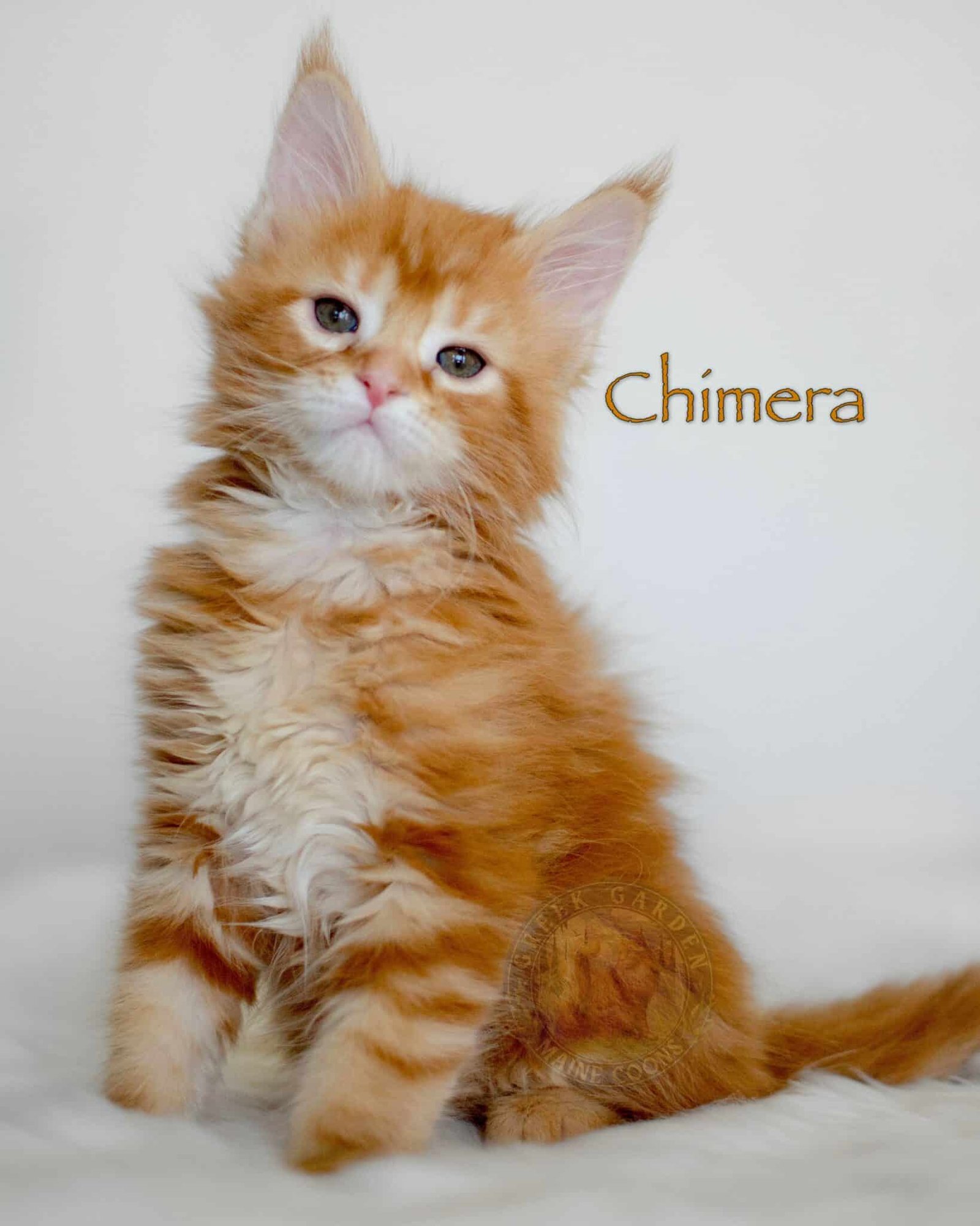 Chimera 8 Weeks