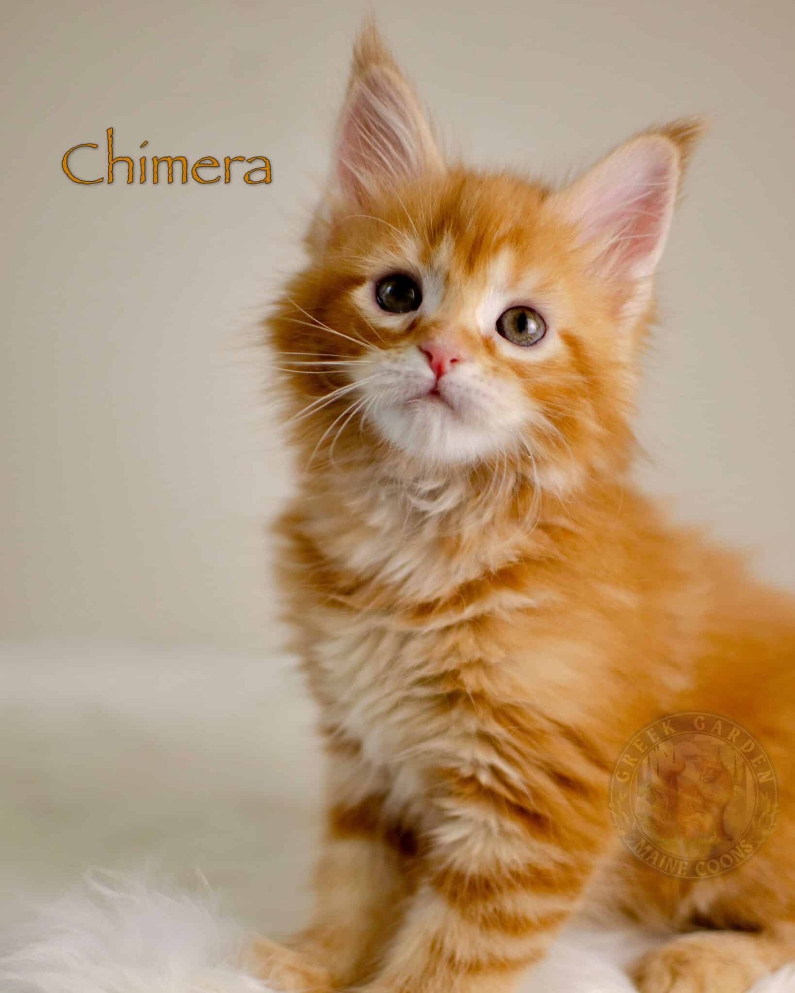 Chimera 8 Weeks