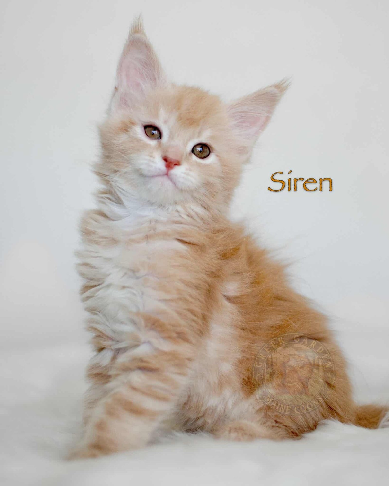 Siren 8 Weeks