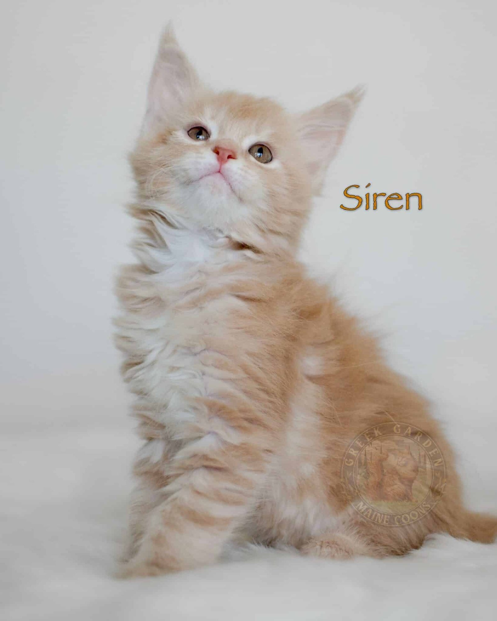 Siren 8 Weeks