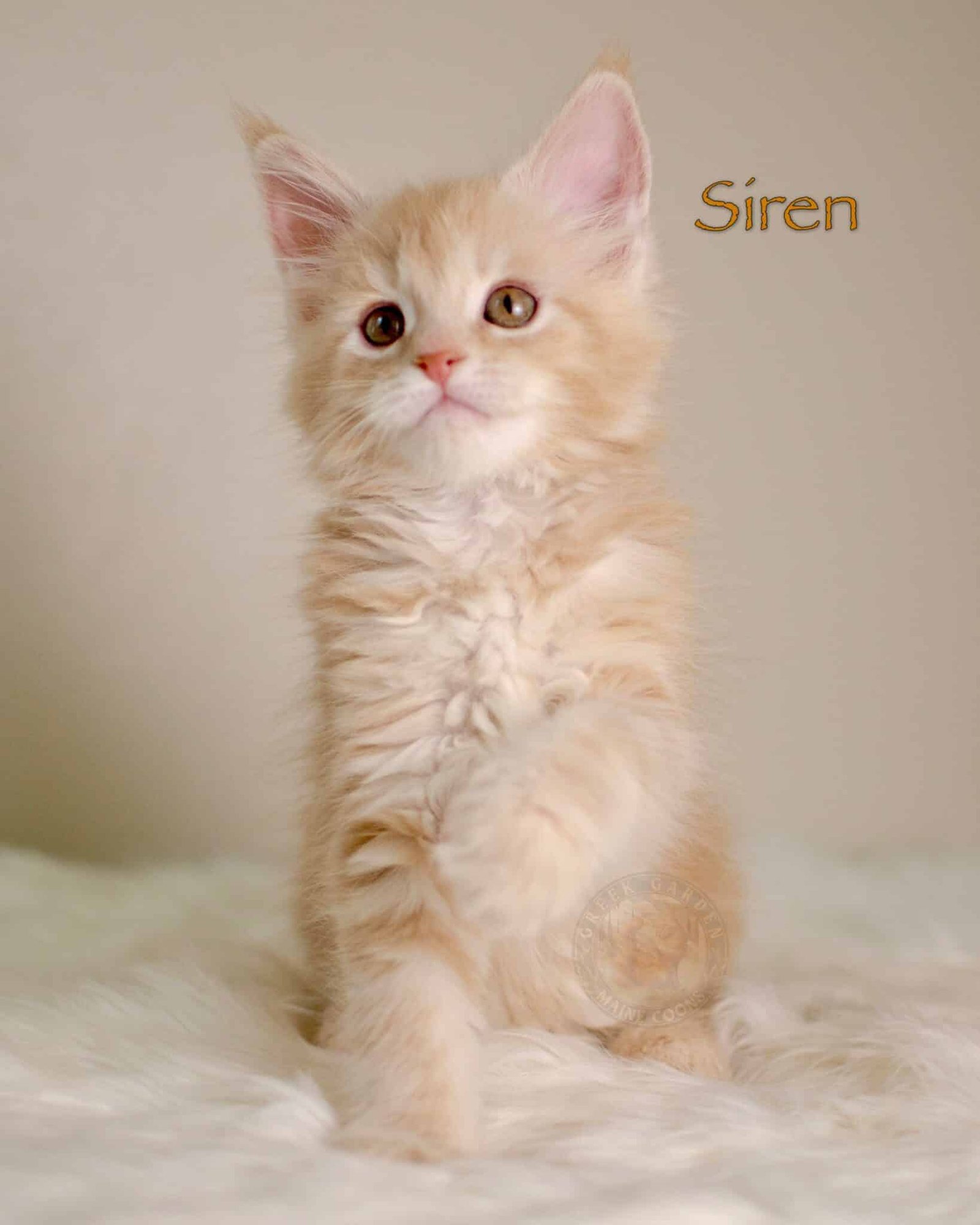 Siren 8 Weeks