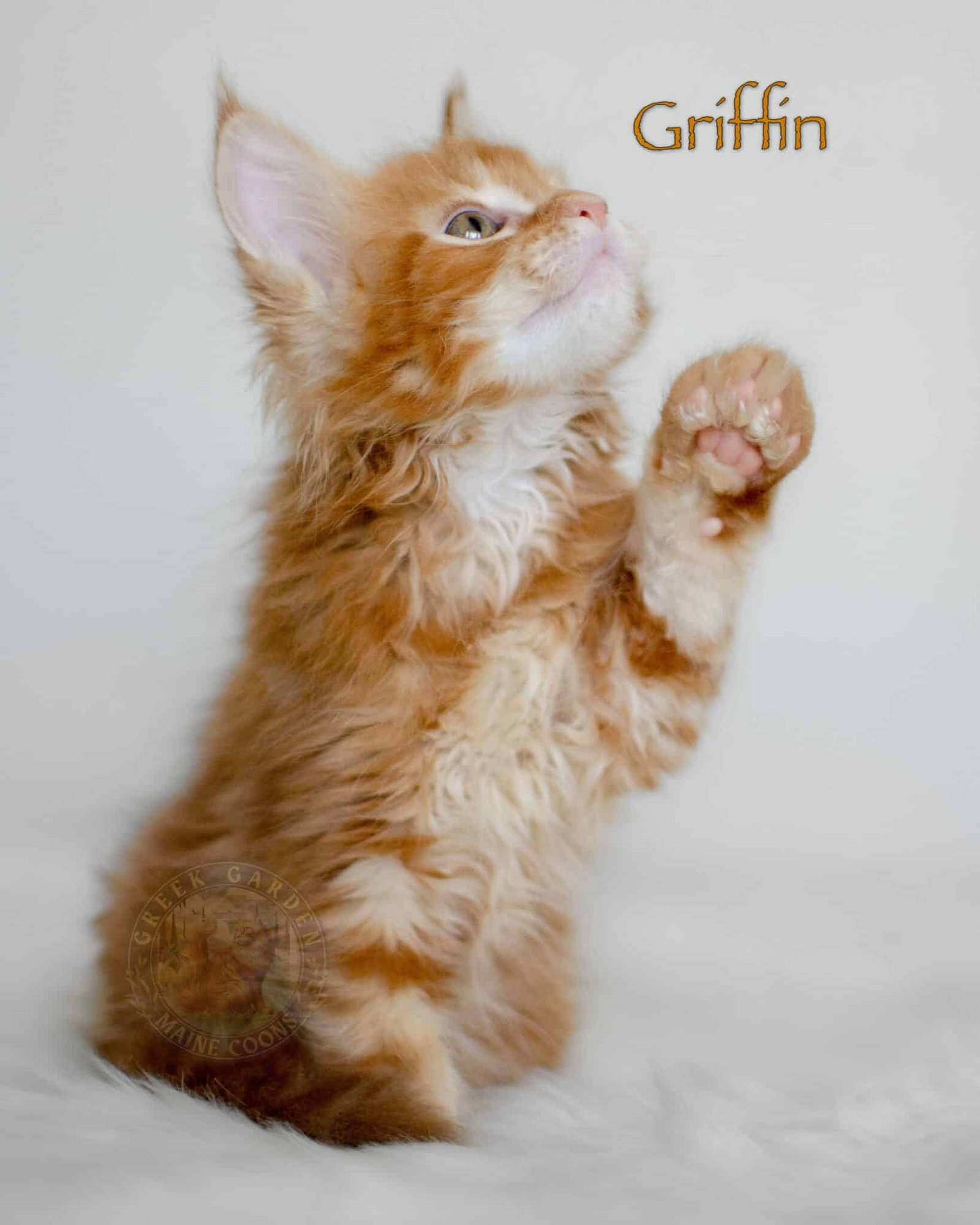 Griffin 8 Weeks