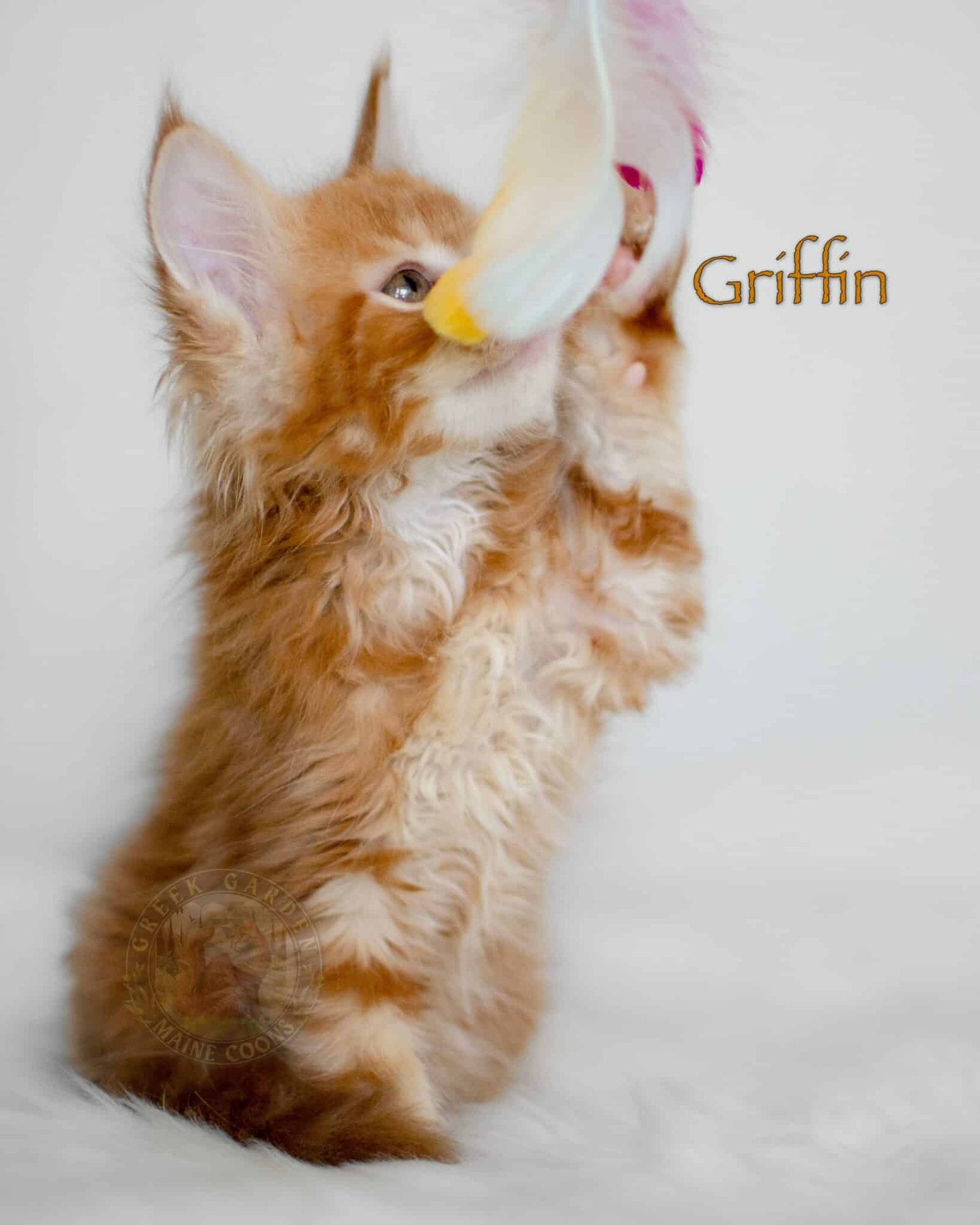 Griffin 8 Weeks