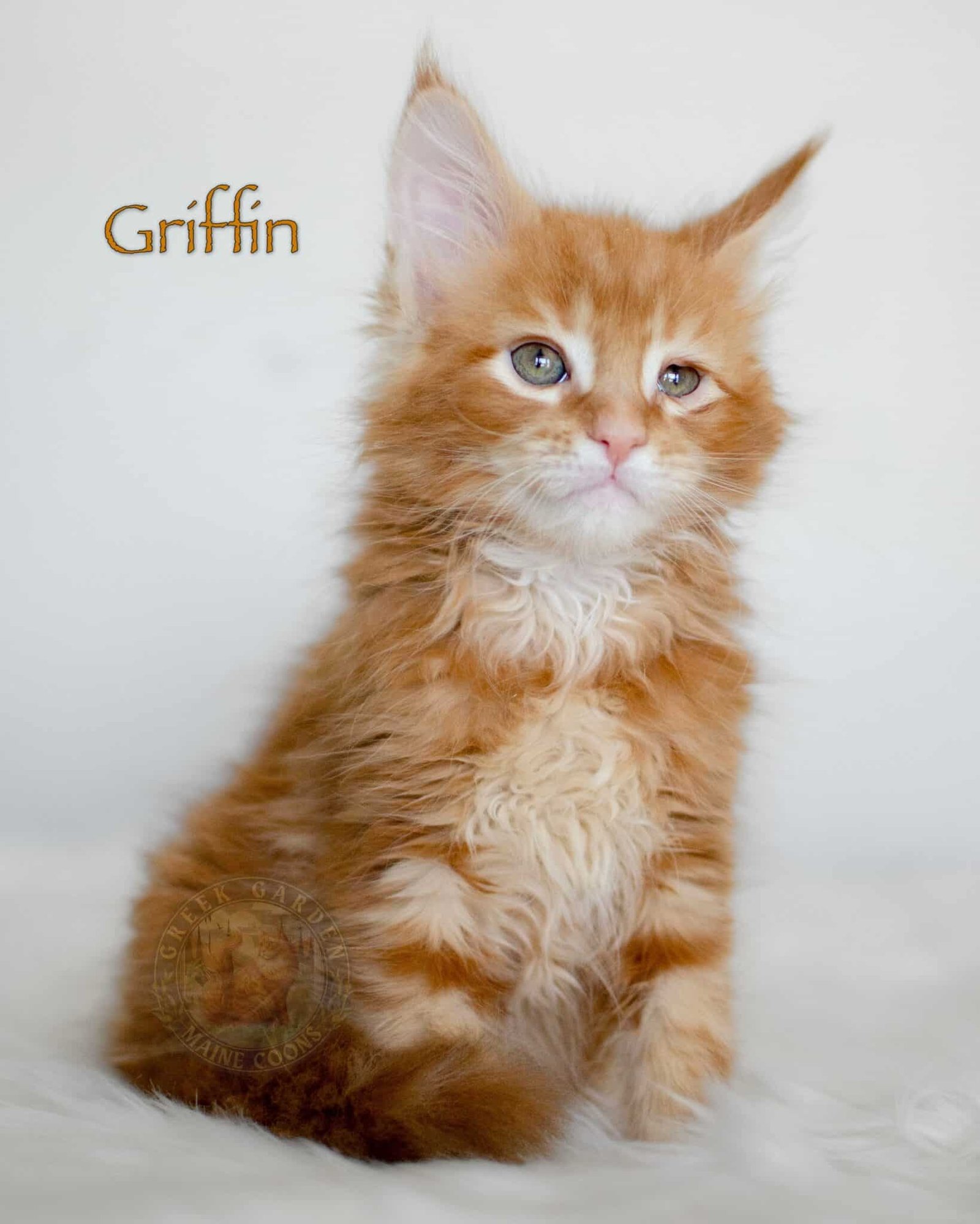 Griffin 8 Weeks